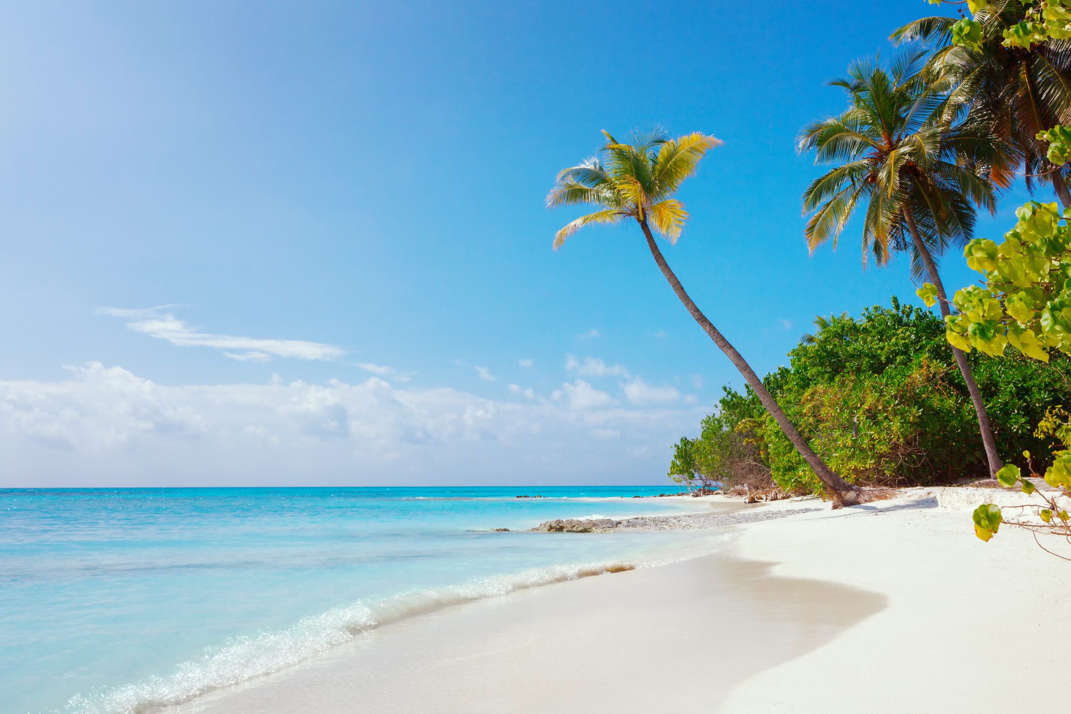Beach at Maldives island Fulhadhoo with white sandy idyllic perfect beach and sea and curve palm