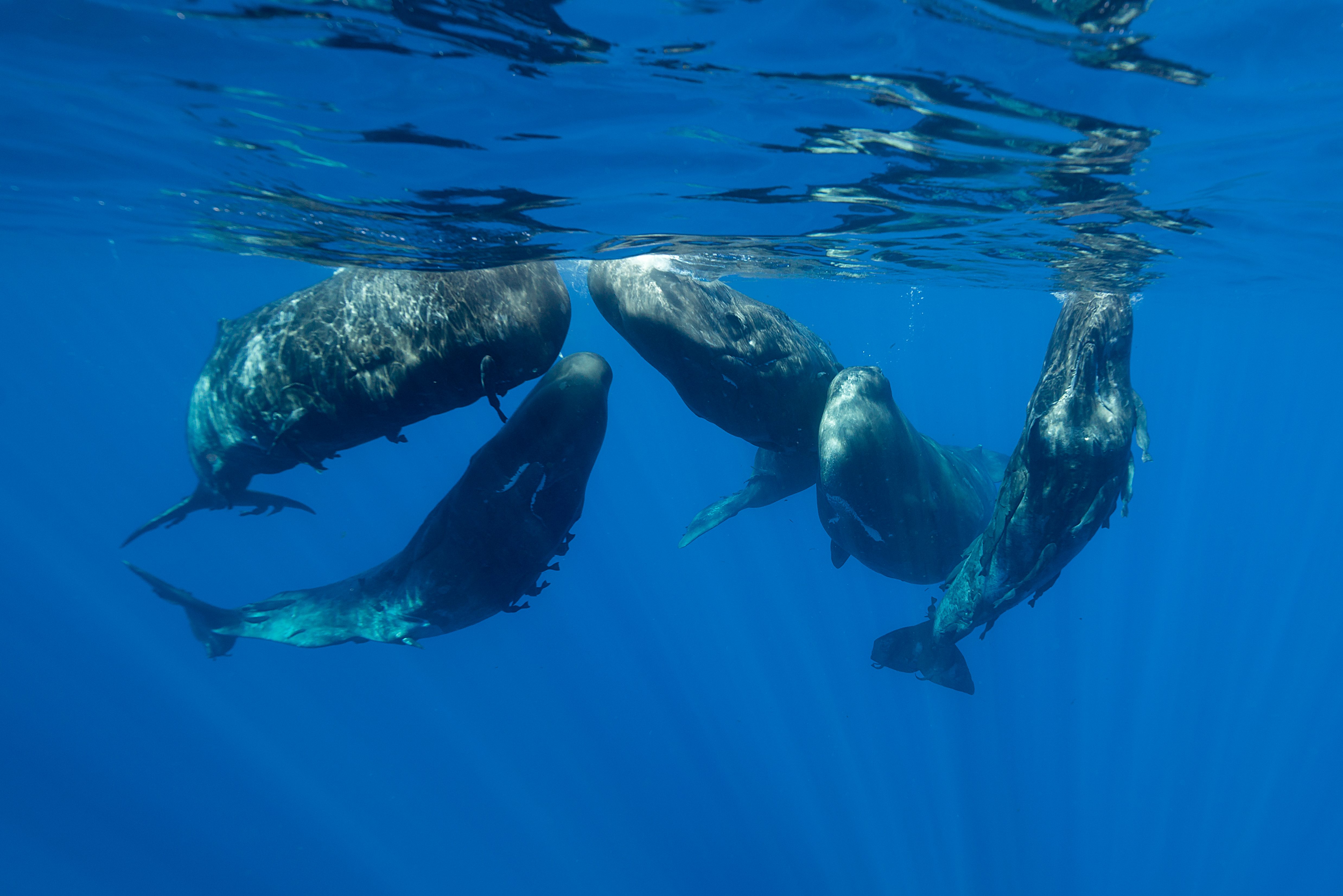 Whales swim closely underwater, surrounded by deep blue ocean, with sunlight streaming down, creating a serene and majestic scene.