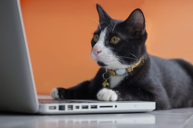 Cat watching intently, resting paws on laptop, against an orange background.