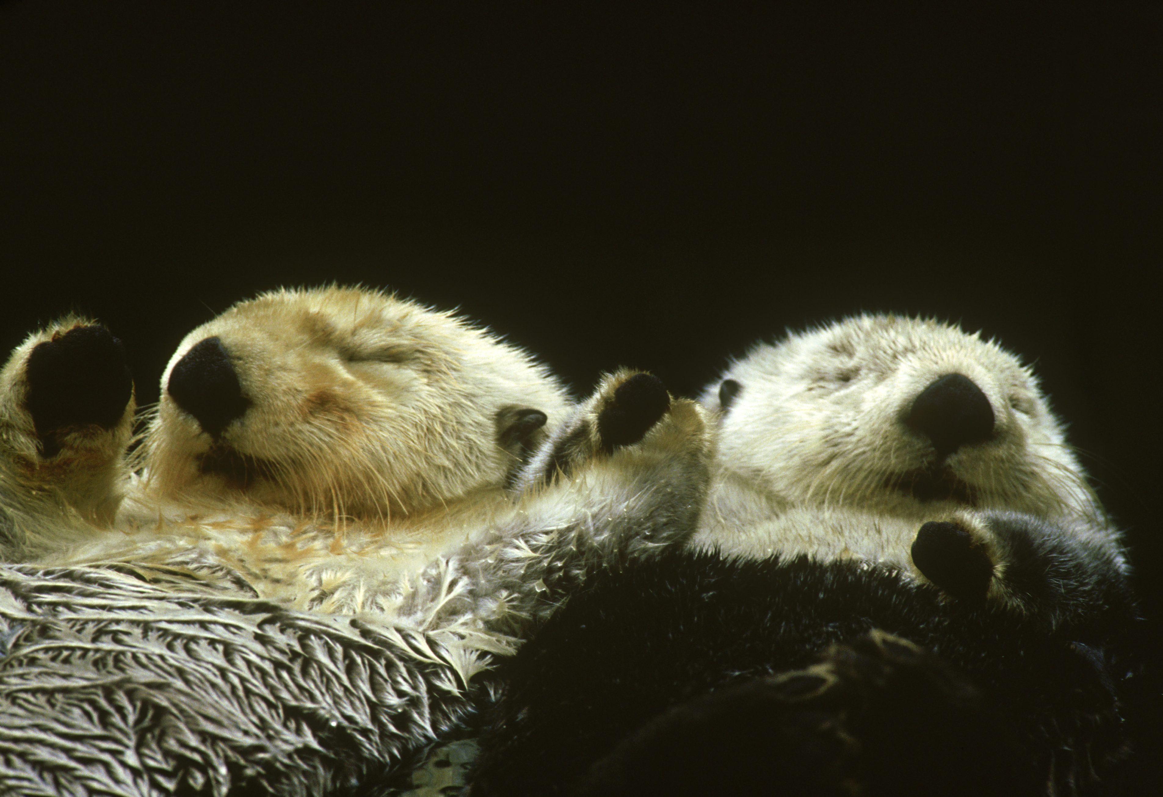 Two sea otters float calmly on their backs, eyes closed, in dark water.