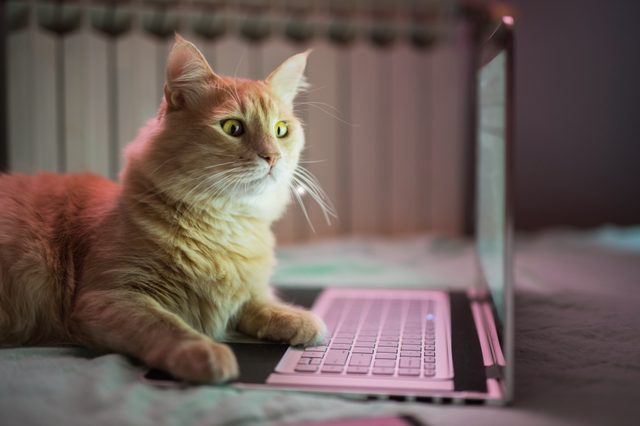 Cat staring intently at a laptop screen while lying on a bed, with a soft, dimly lit background.