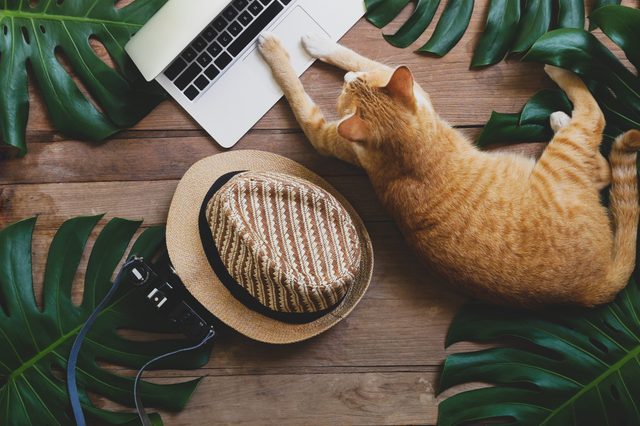 Cat lies on a laptop keyboard, surrounded by tropical leaves, a straw hat, and a camera on a wooden surface.
