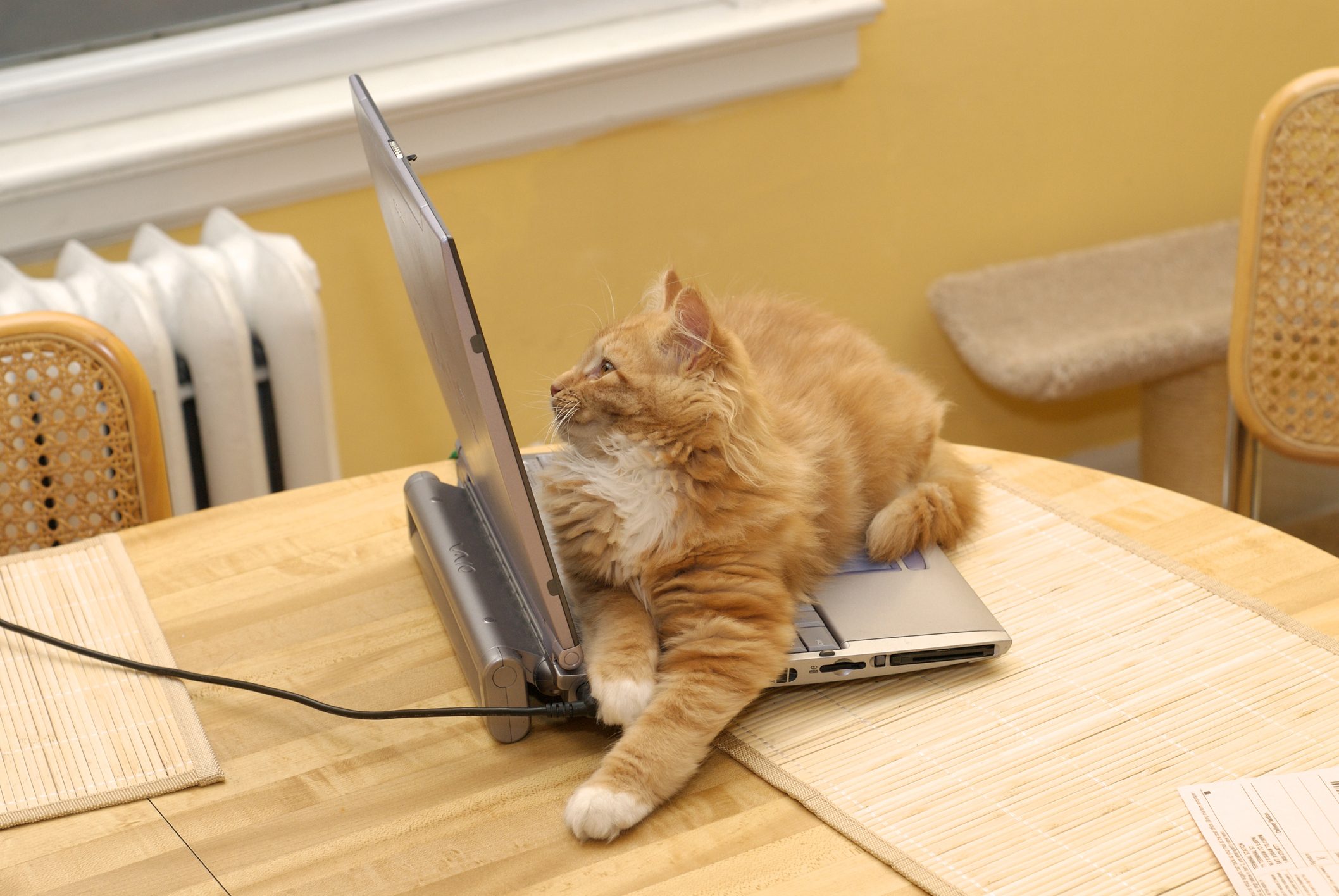 Cat lounging on an open laptop, on a wooden table, near a window in a cozy indoor setting.