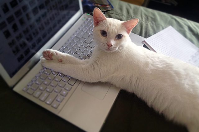 White cat lies on a laptop keyboard, paws extended. Setting includes a notebook and a bed in the background.