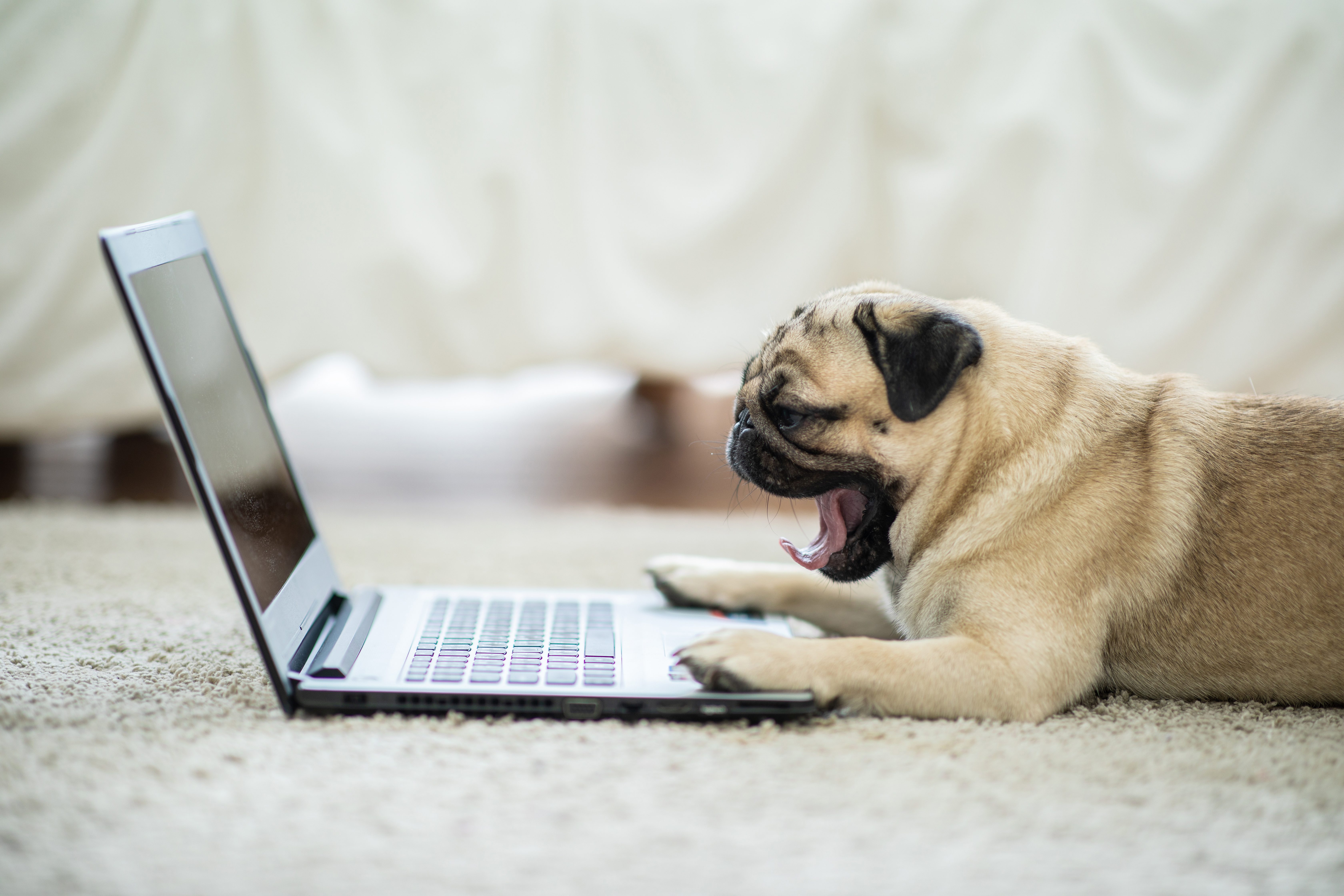 A pug yawns, lying on a carpet, facing an open laptop.