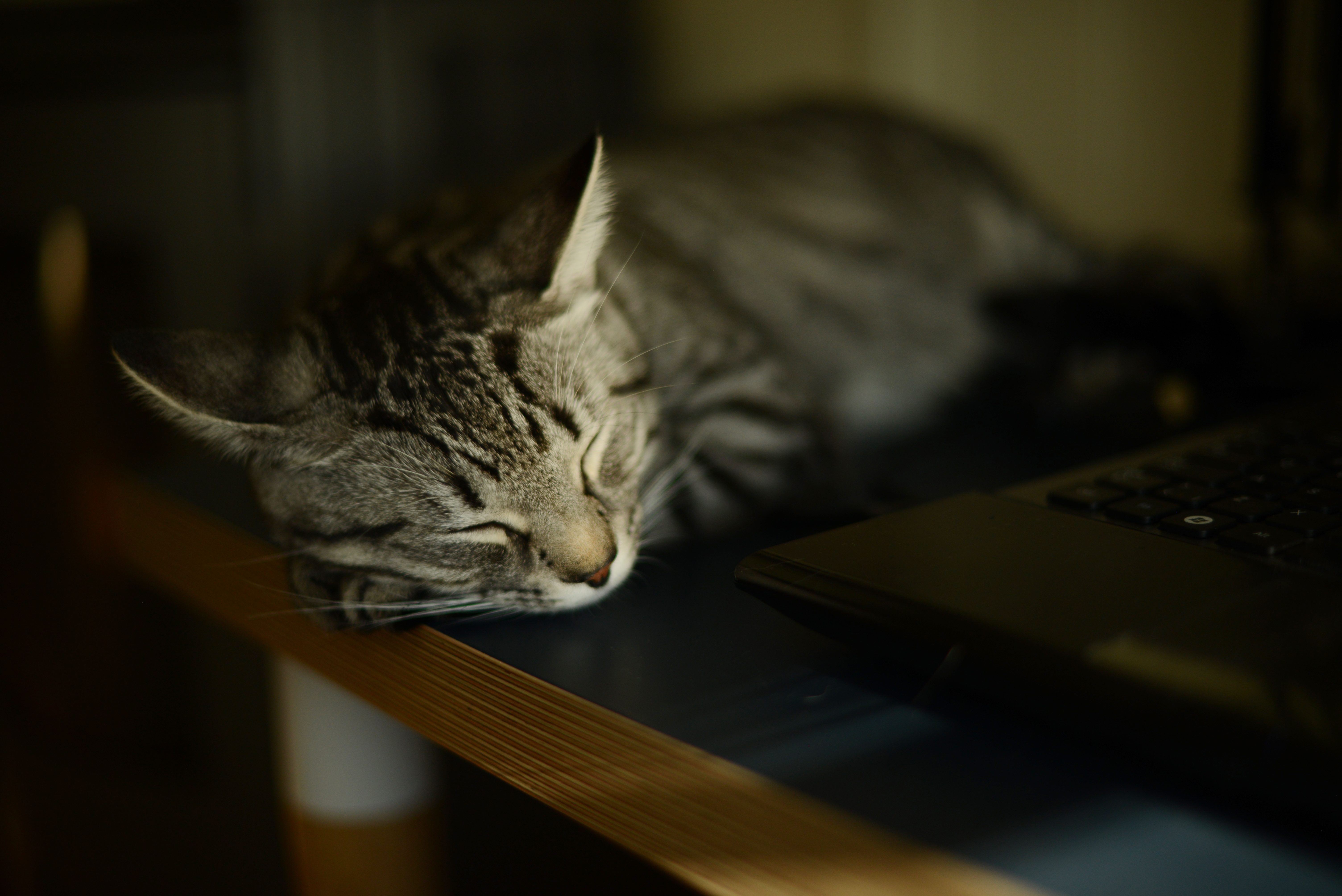 Cat sleeping peacefully beside a laptop on a wooden table in a dimly lit room.