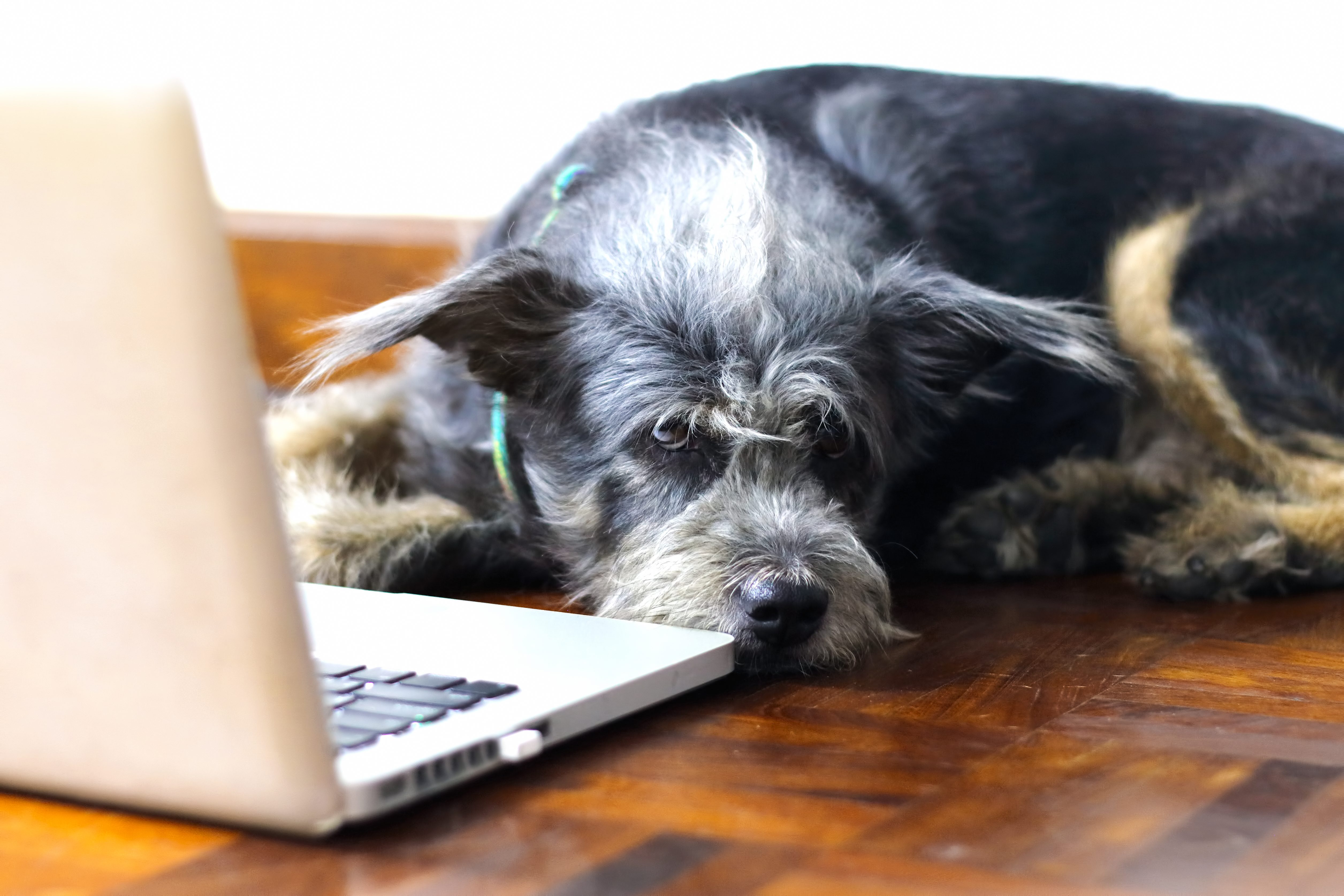 Dog resting beside open laptop on wooden floor, gazing forward.
