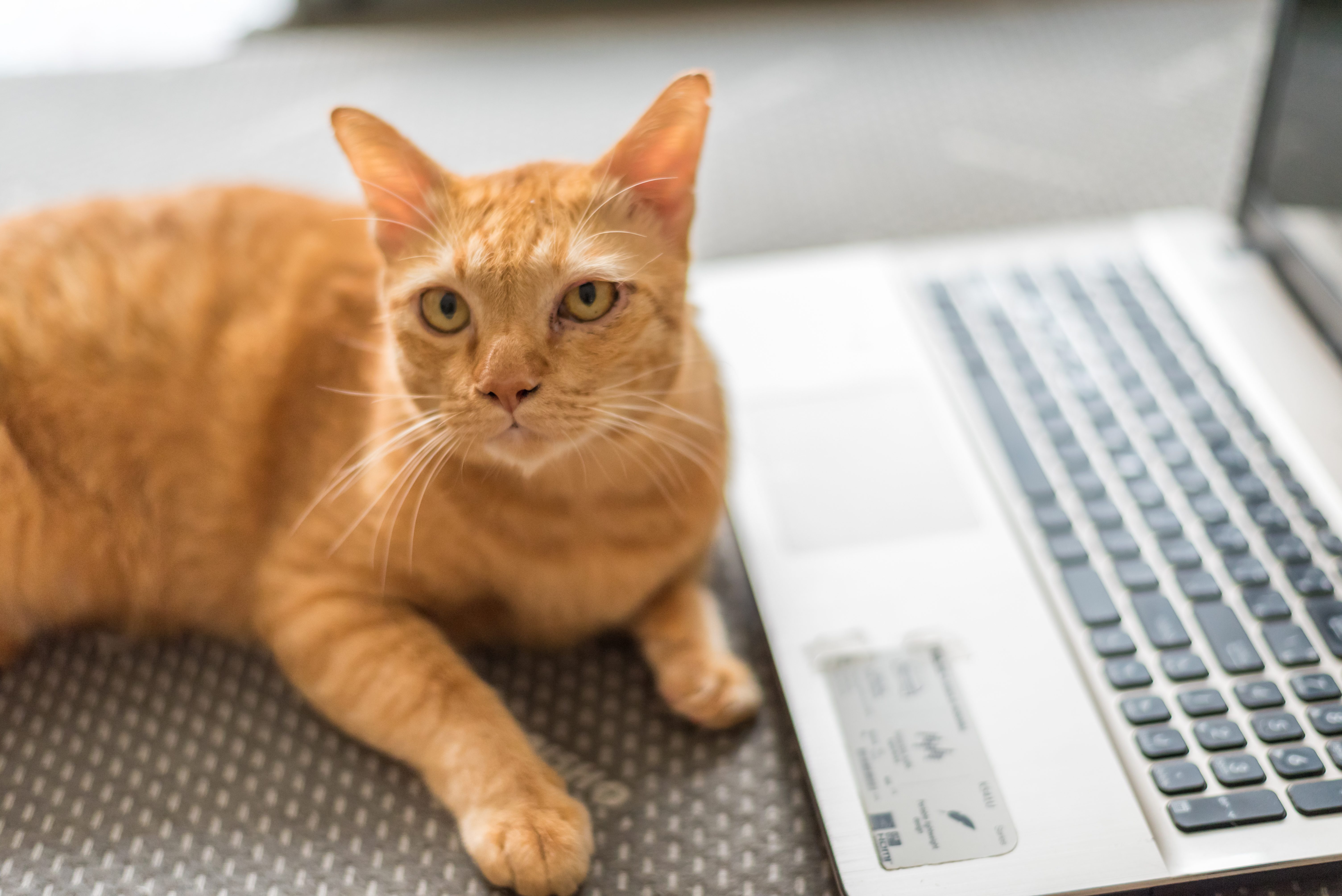 Orange cat lies beside an open laptop on a textured gray surface.