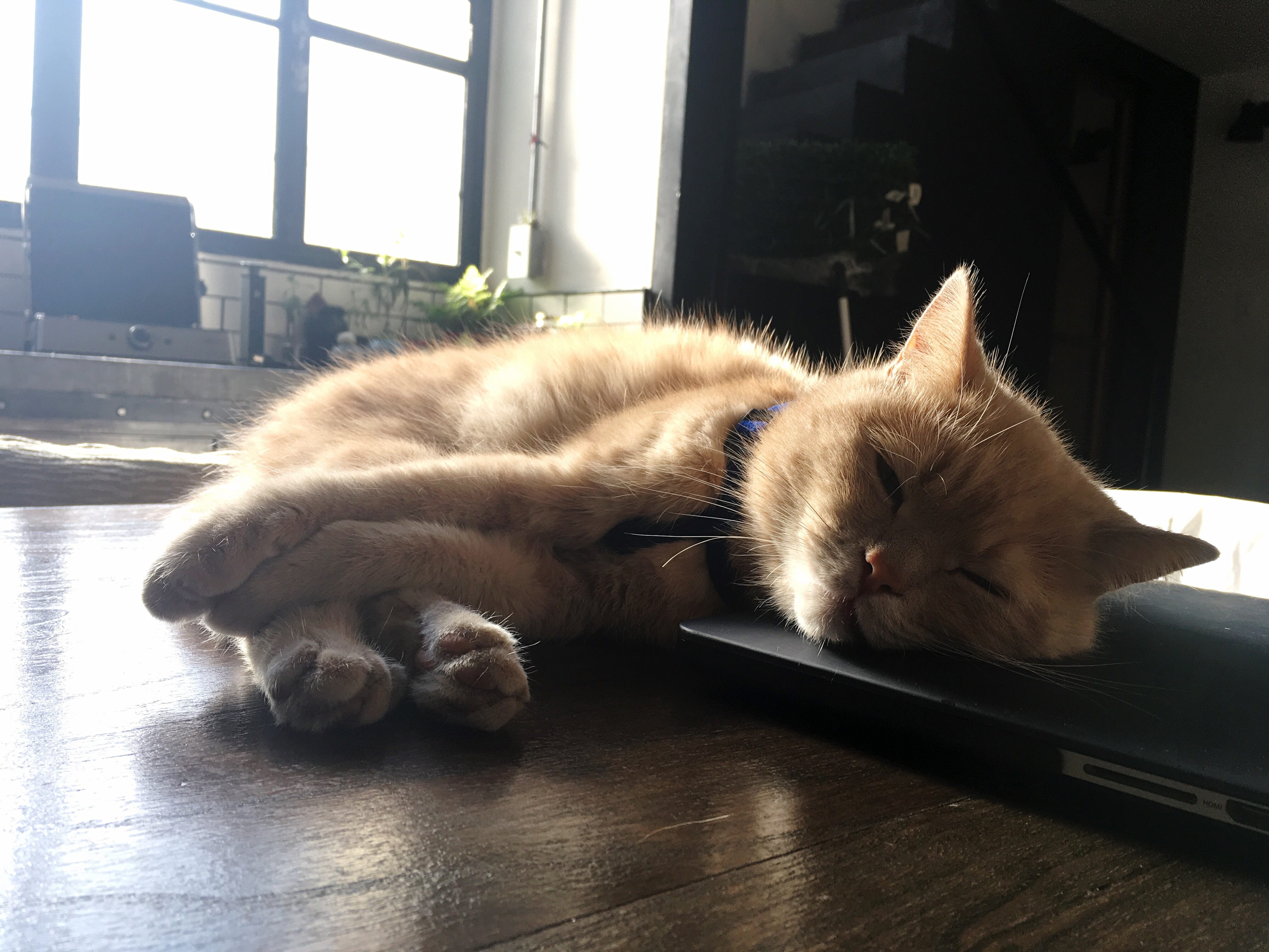 Cat resting atop a closed laptop on a wooden table, near a sunlit window in a cozy room.