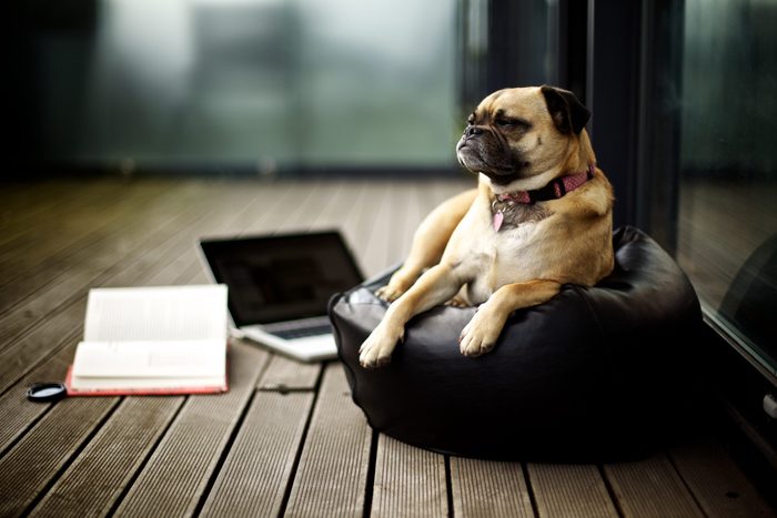 Pug on porch