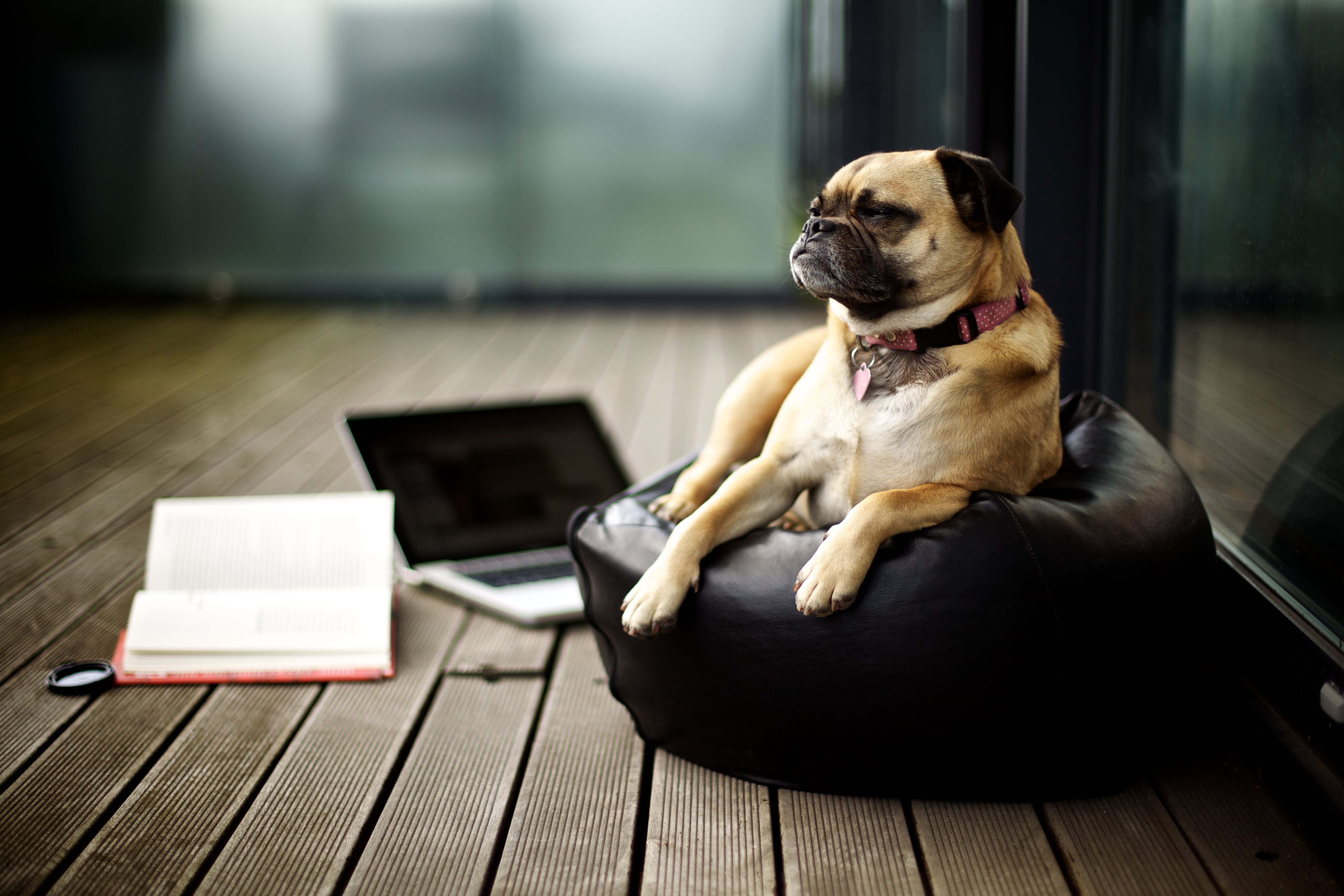 Dog lounging on a bean bag beside a wooden deck, with an open book and a laptop nearby.