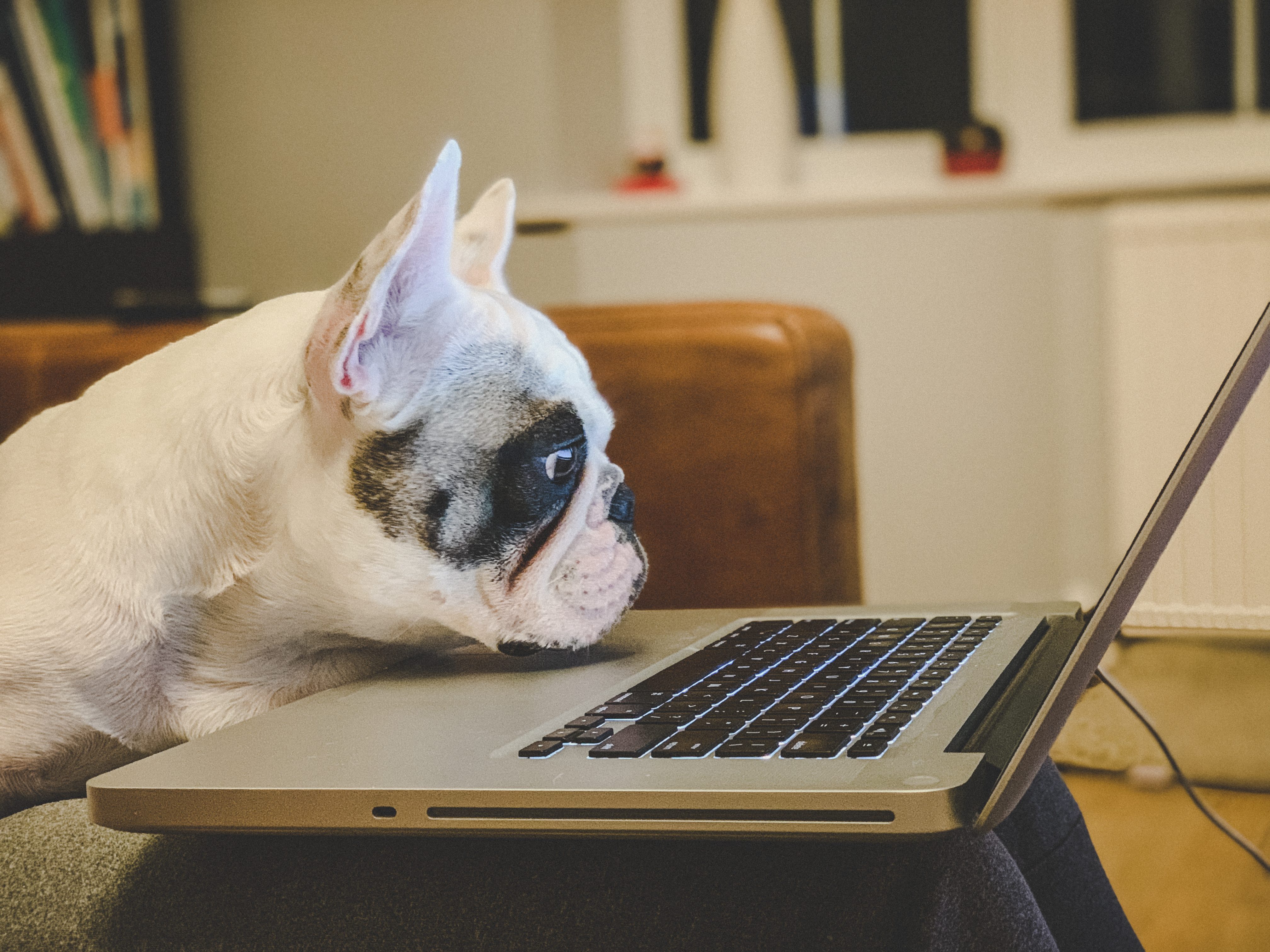 A white bulldog closely observes a laptop screen, sitting on a person's lap in a cozy living room setting.