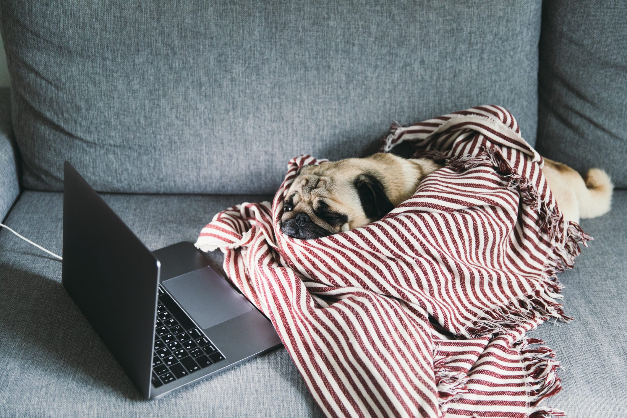 Pug lies wrapped in a striped blanket, next to an open laptop on a gray couch.