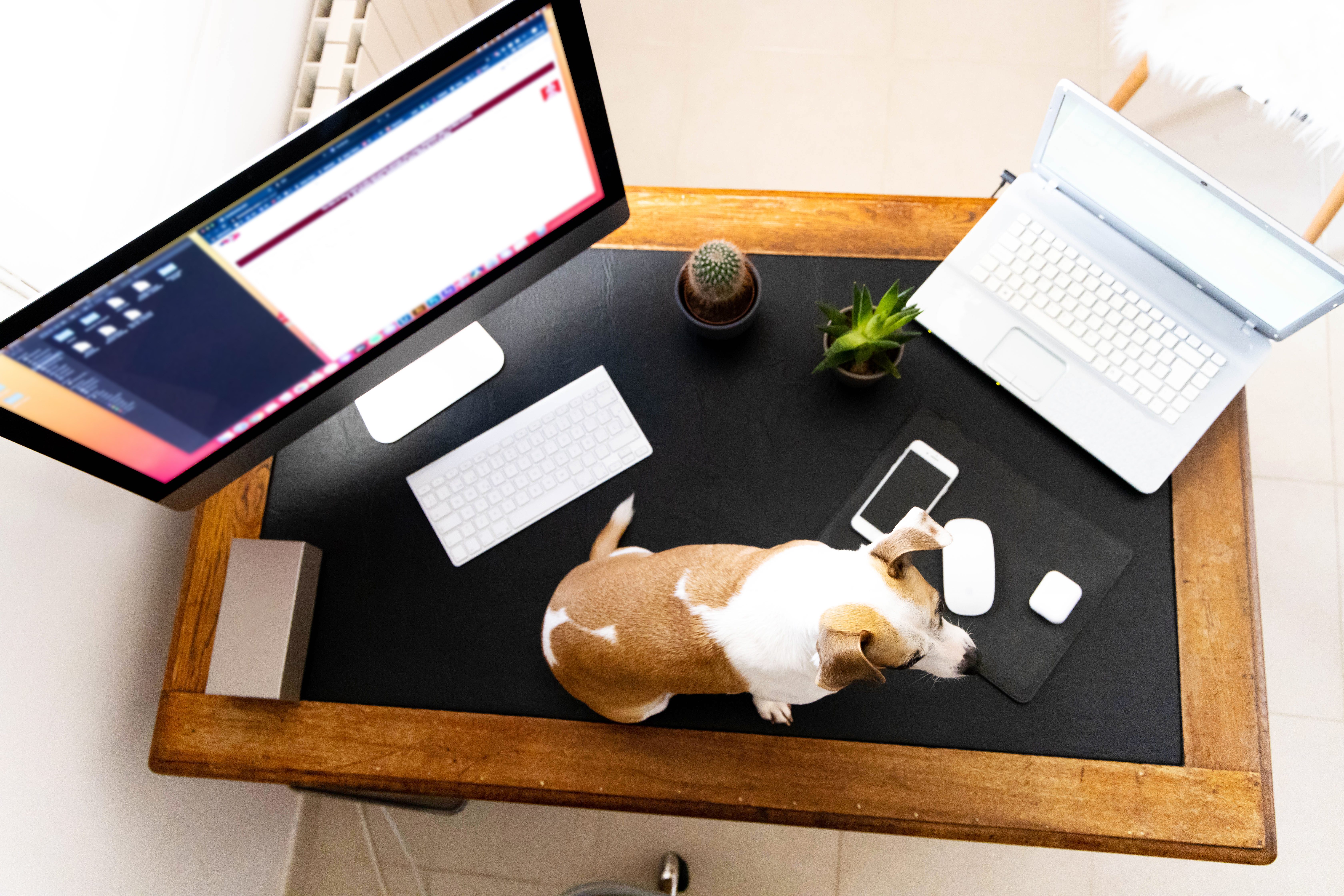A small dog sits on a desk, surrounded by computer monitors, keyboards, a phone, and potted plants, in an office environment.