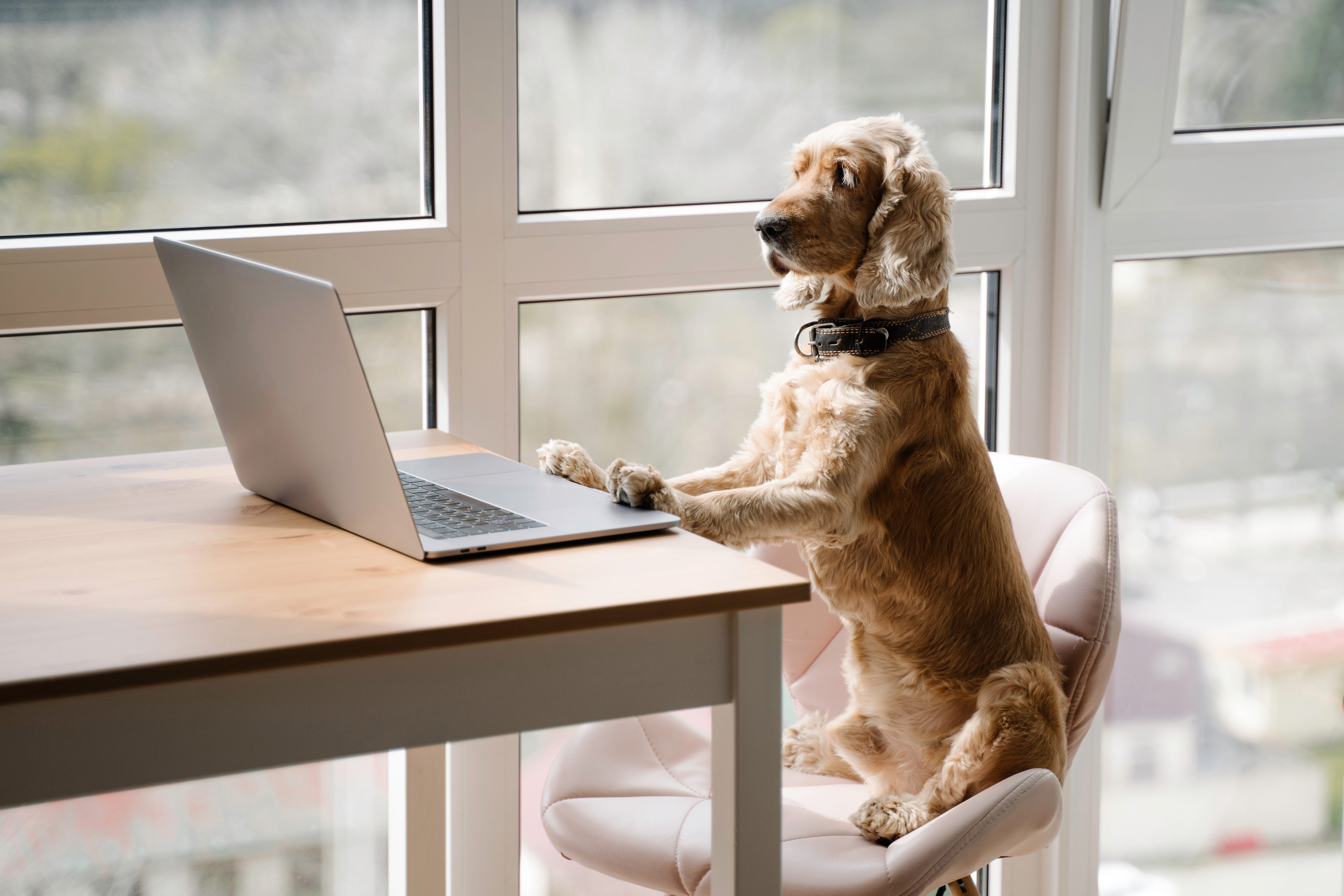 Dog sits at a table, paws on a laptop, looking at the screen in a bright room with large windows.