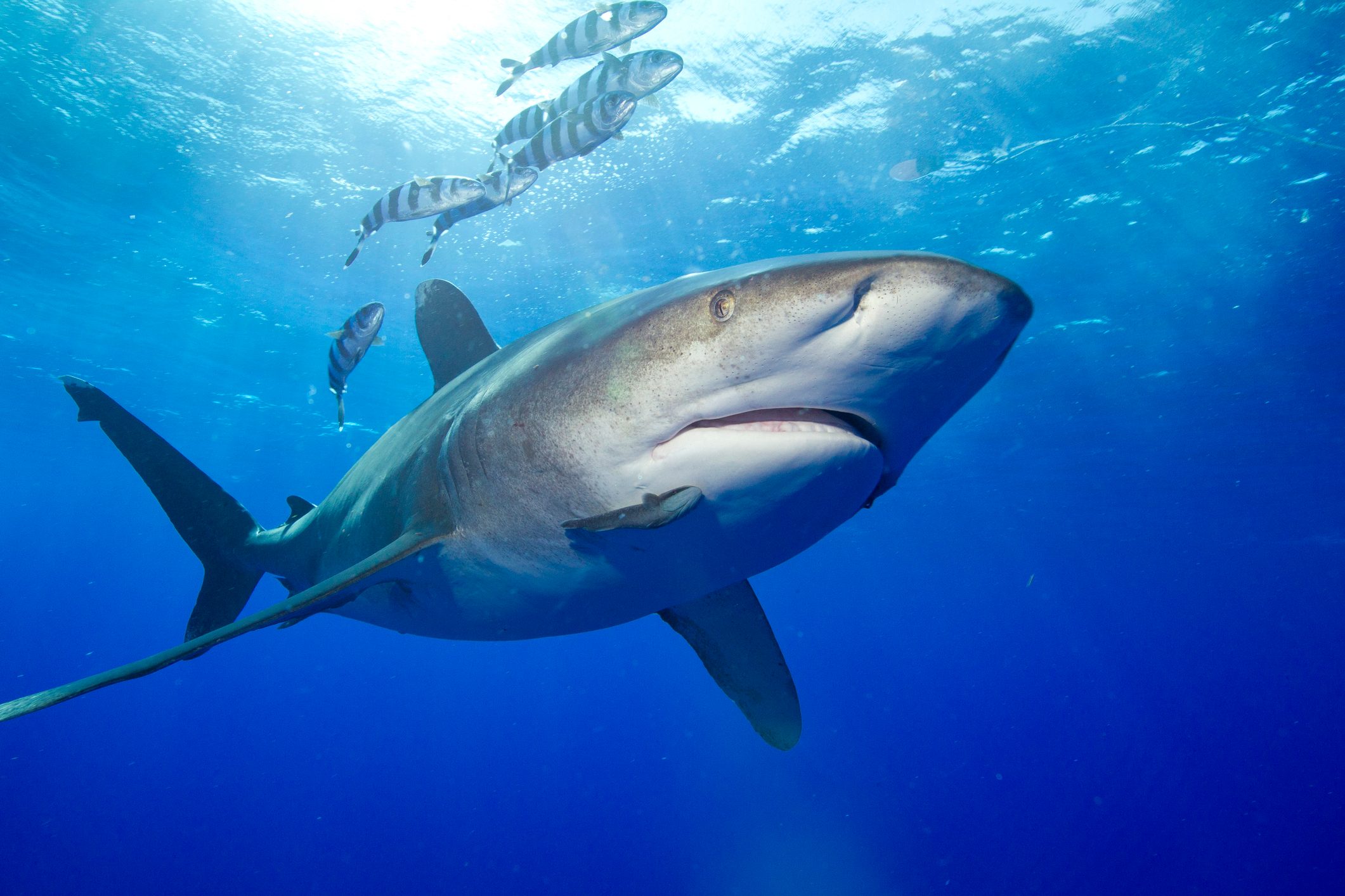 Predatory Oceanic Whitetip Shark