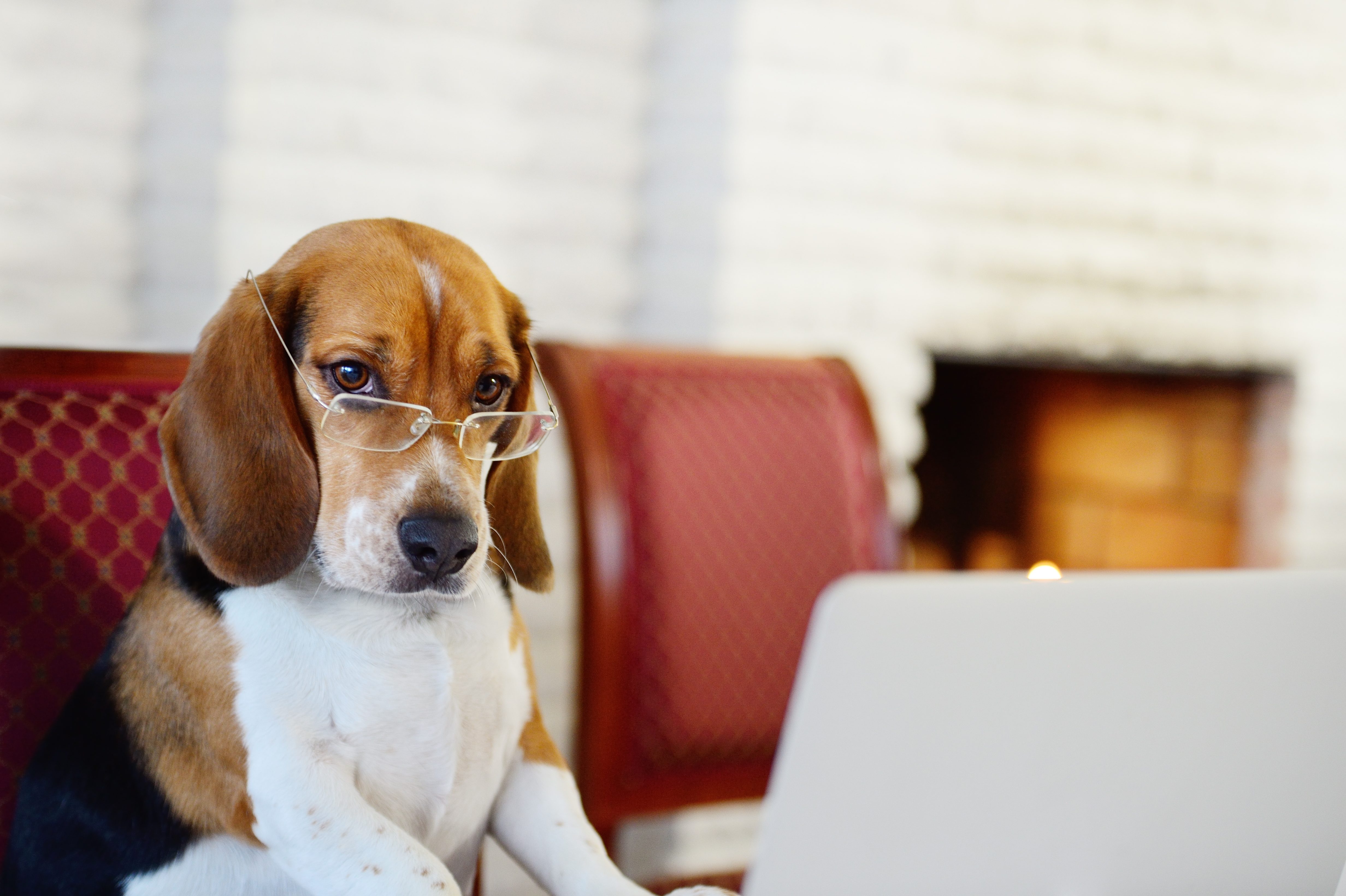 A beagle wearing glasses sits in front of a laptop, inside a cozy room with a fireplace and upholstered chairs.