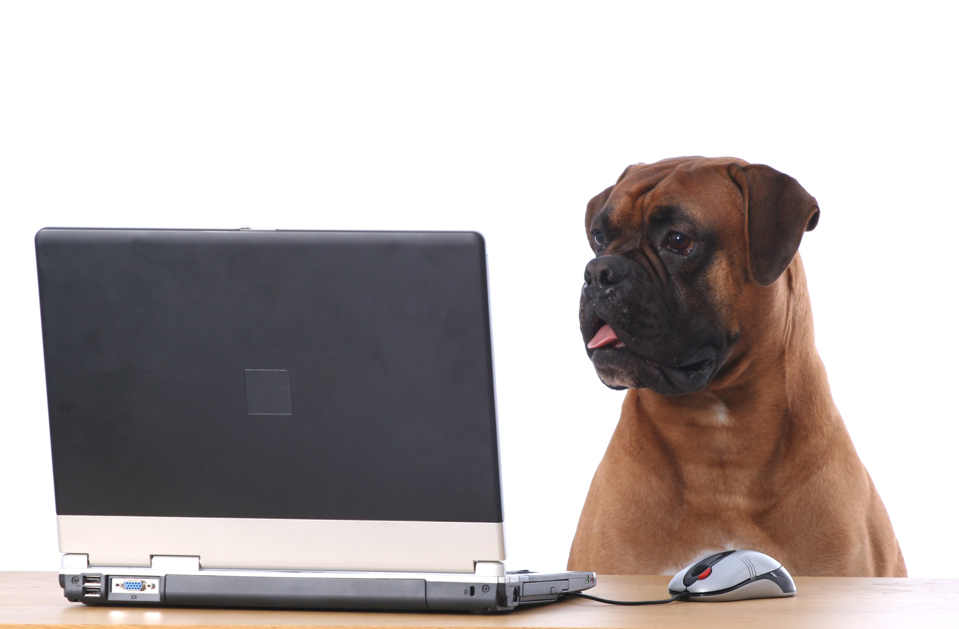 A brown dog looks at a laptop screen on a wooden table, with a computer mouse beside it, against a white background.
