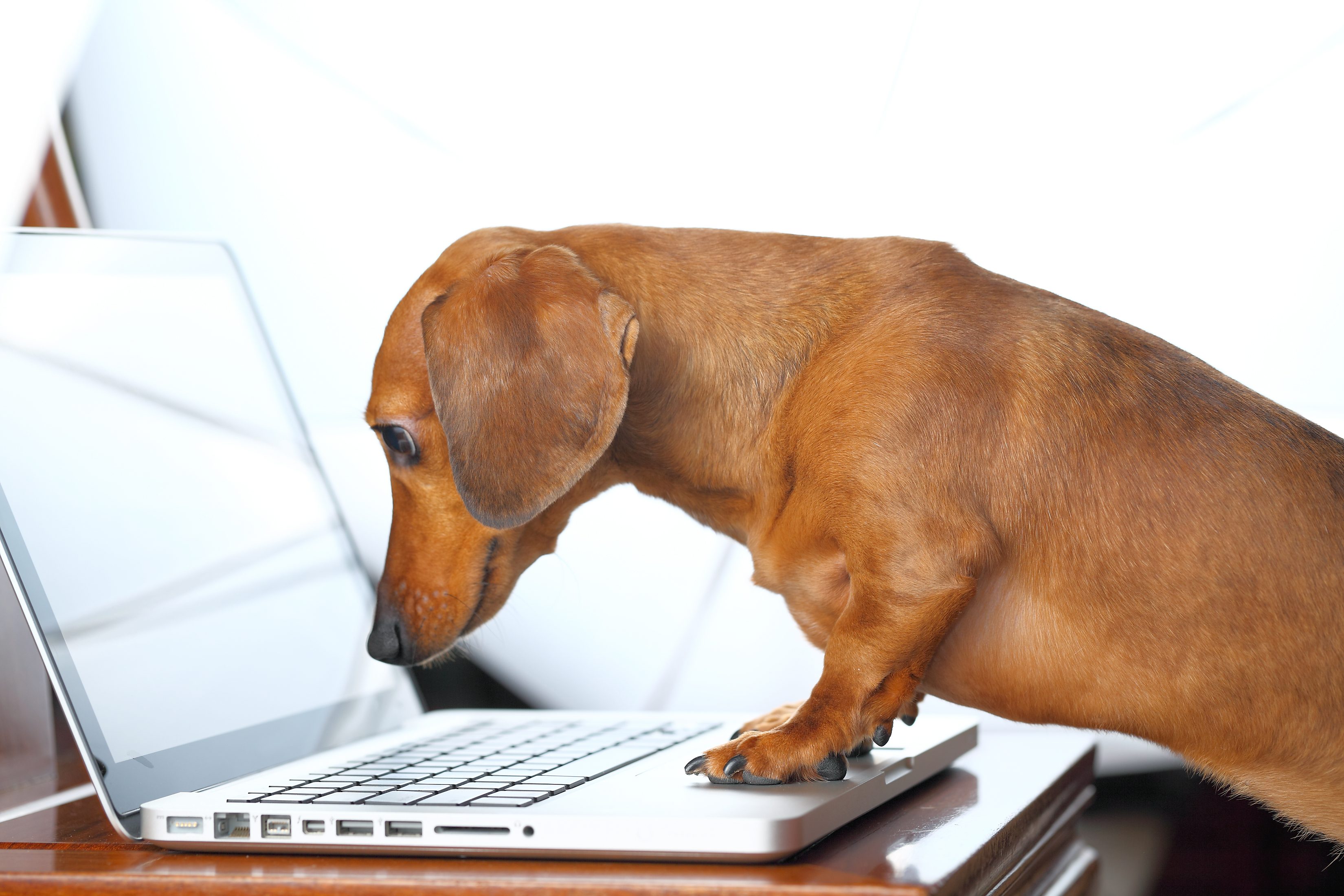 Dachshund stands on a laptop keyboard, staring at the screen, in a bright indoor setting.