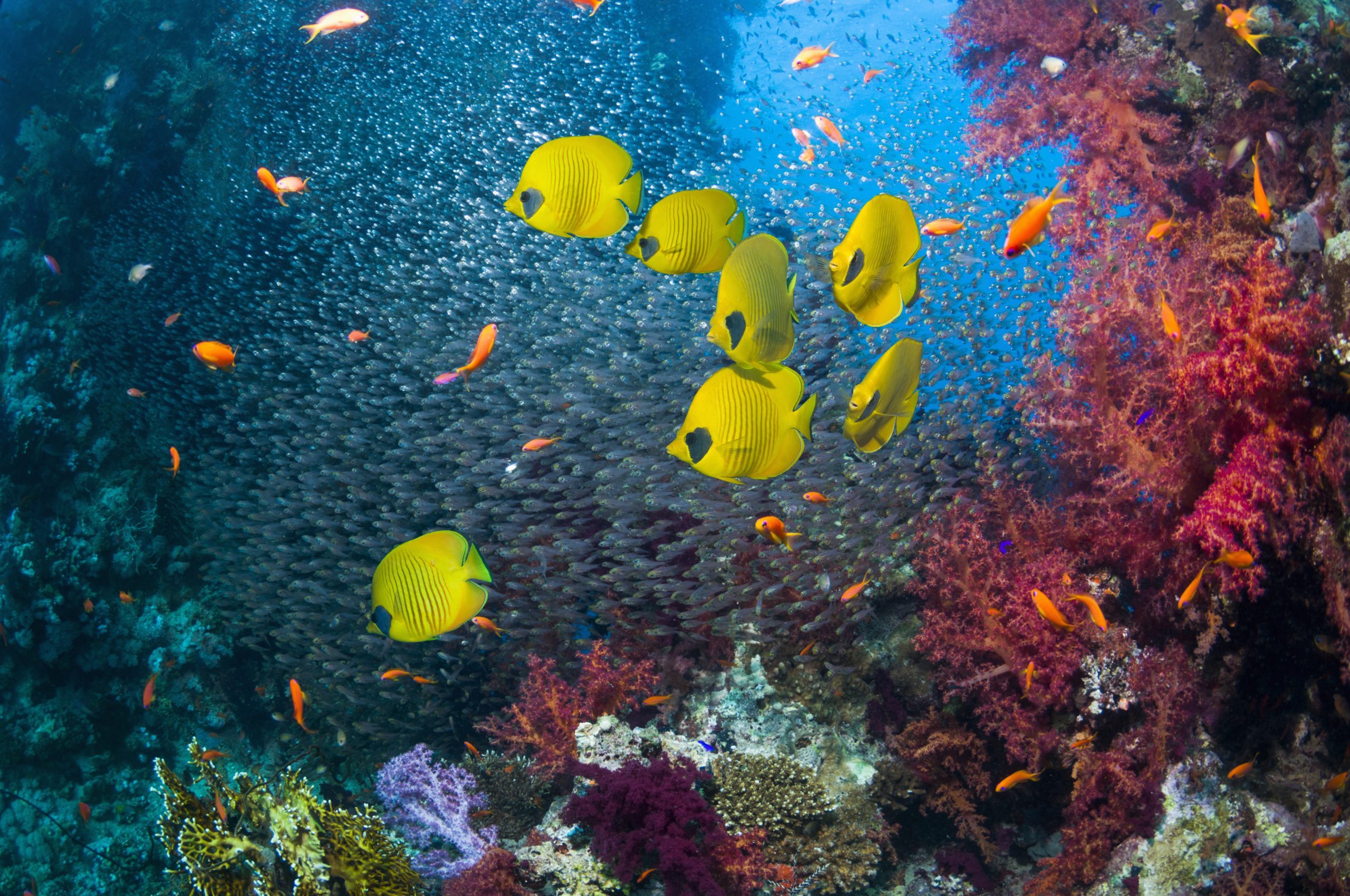 Coral reef scenery with butterflyfish