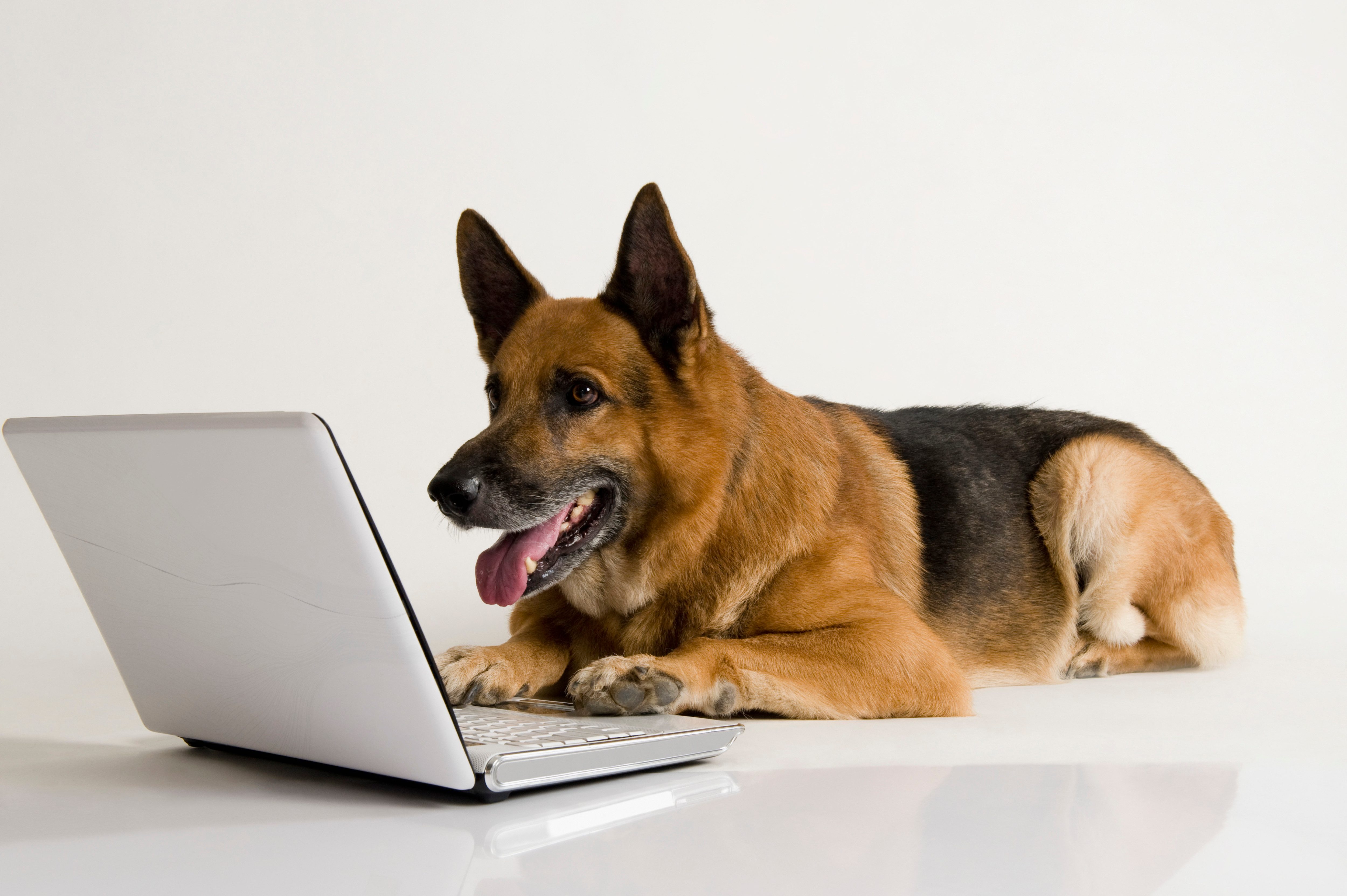 A German Shepherd lies down, looking at an open laptop, in a plain white indoor setting.