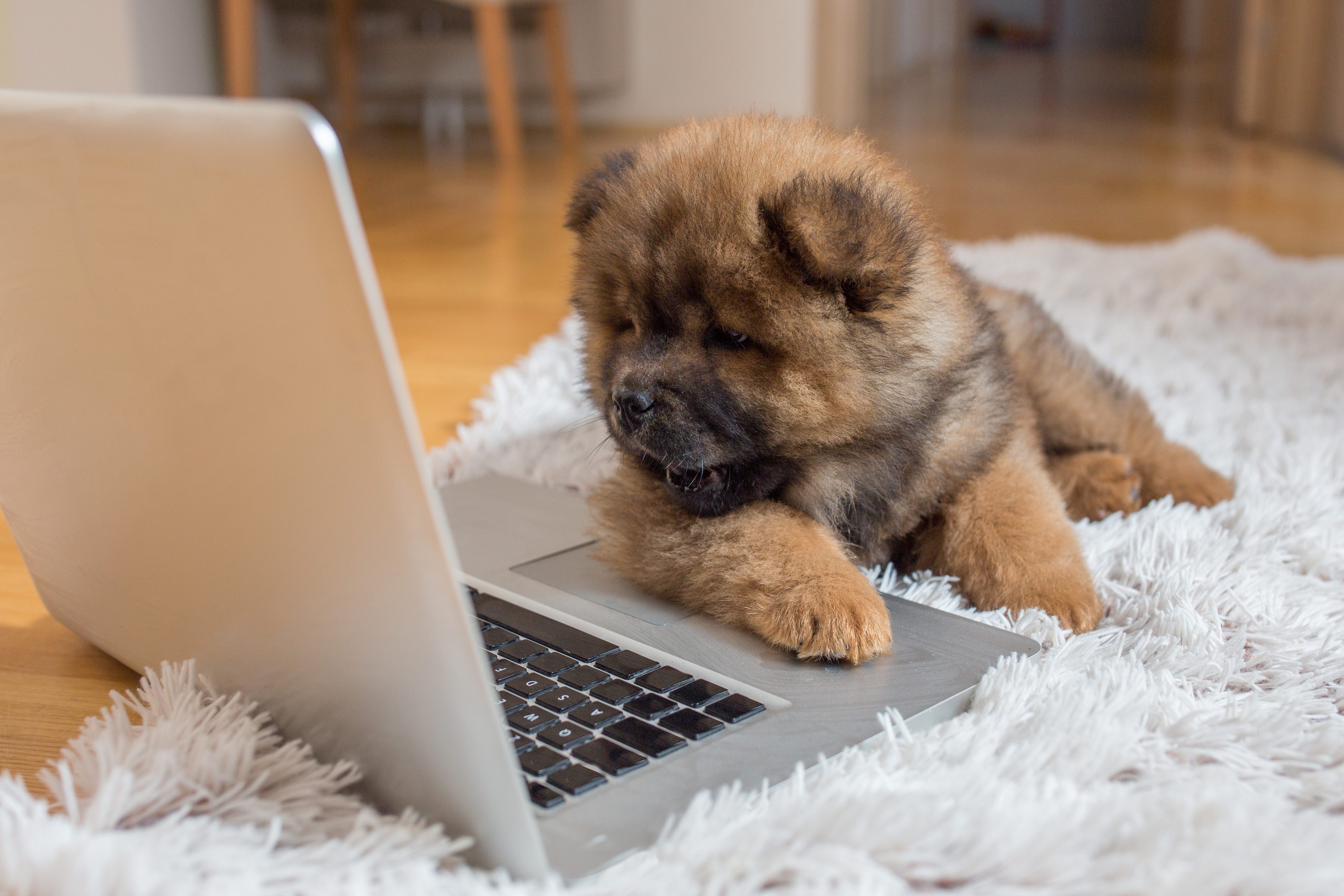 A fluffy puppy examines a laptop resting on a white shag rug in a cozy room.