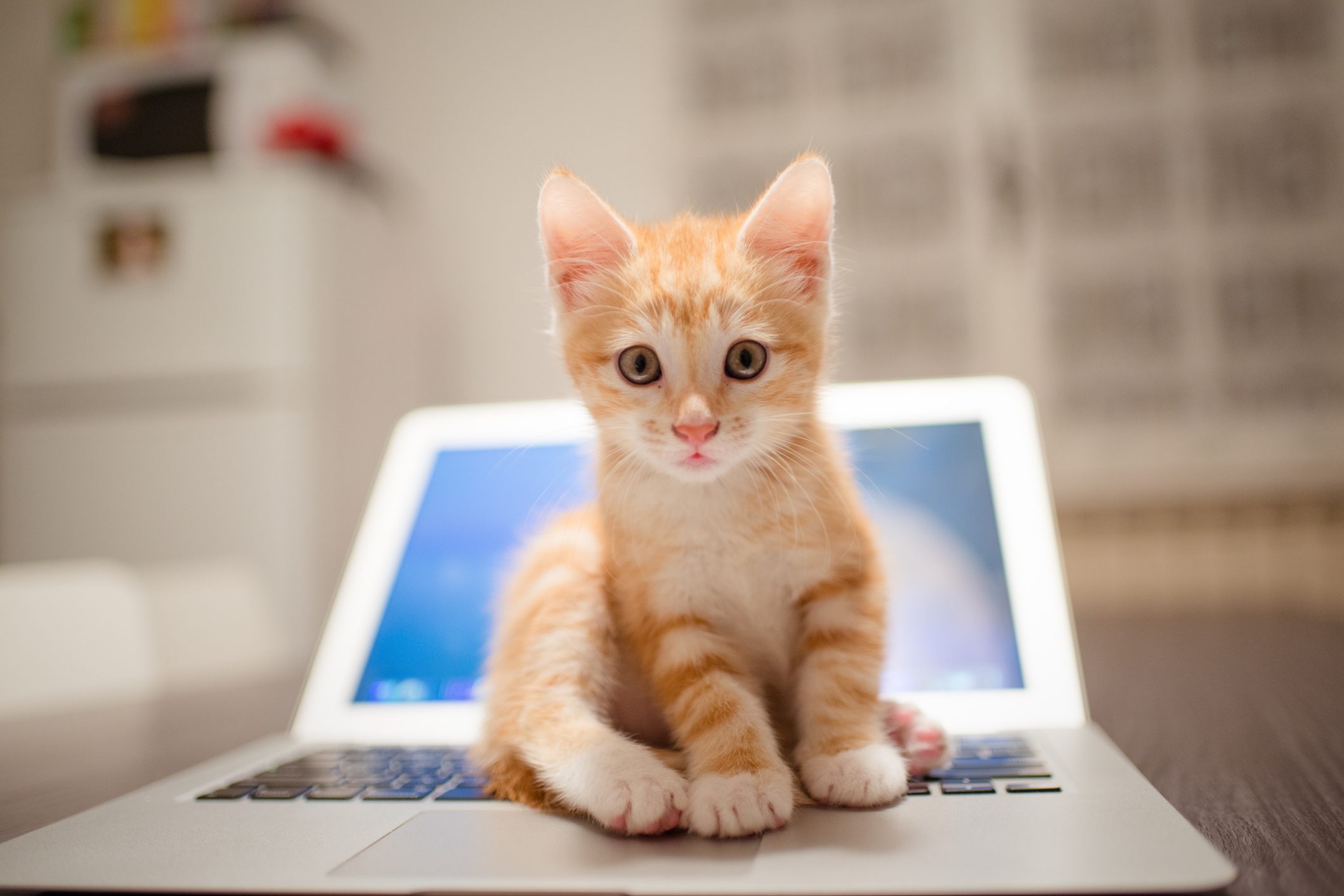 Kitten sitting on a laptop, looking directly ahead, in a softly lit indoor setting with blurred background.