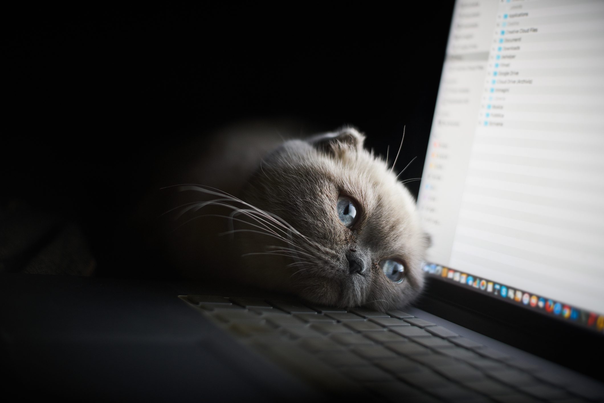 A cat rests its head on a laptop keyboard, gazing at the screen, in a dimly lit room.