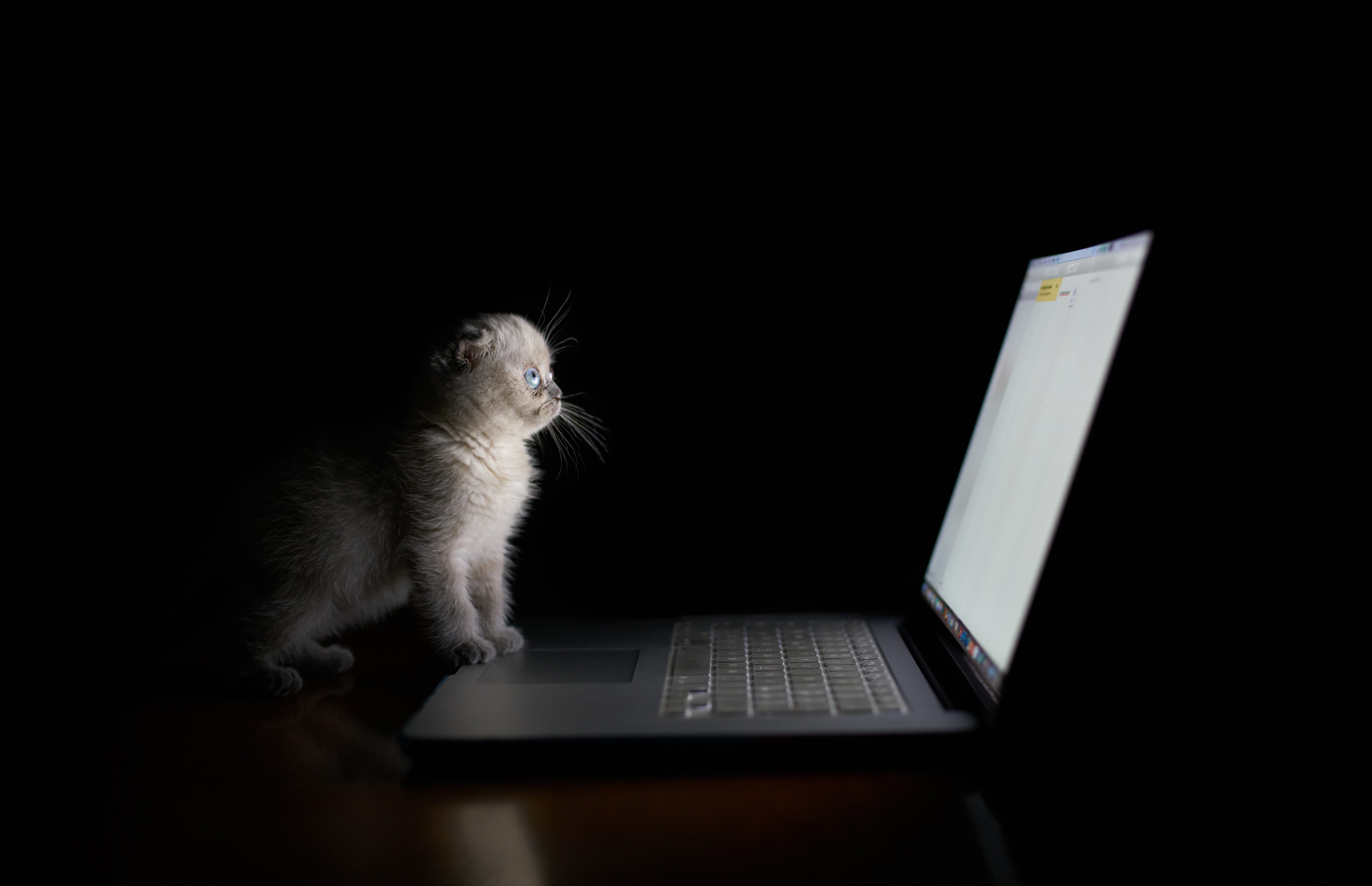 Kitten sits attentively, watching a laptop screen in a dark room, illuminated by the screen's light.