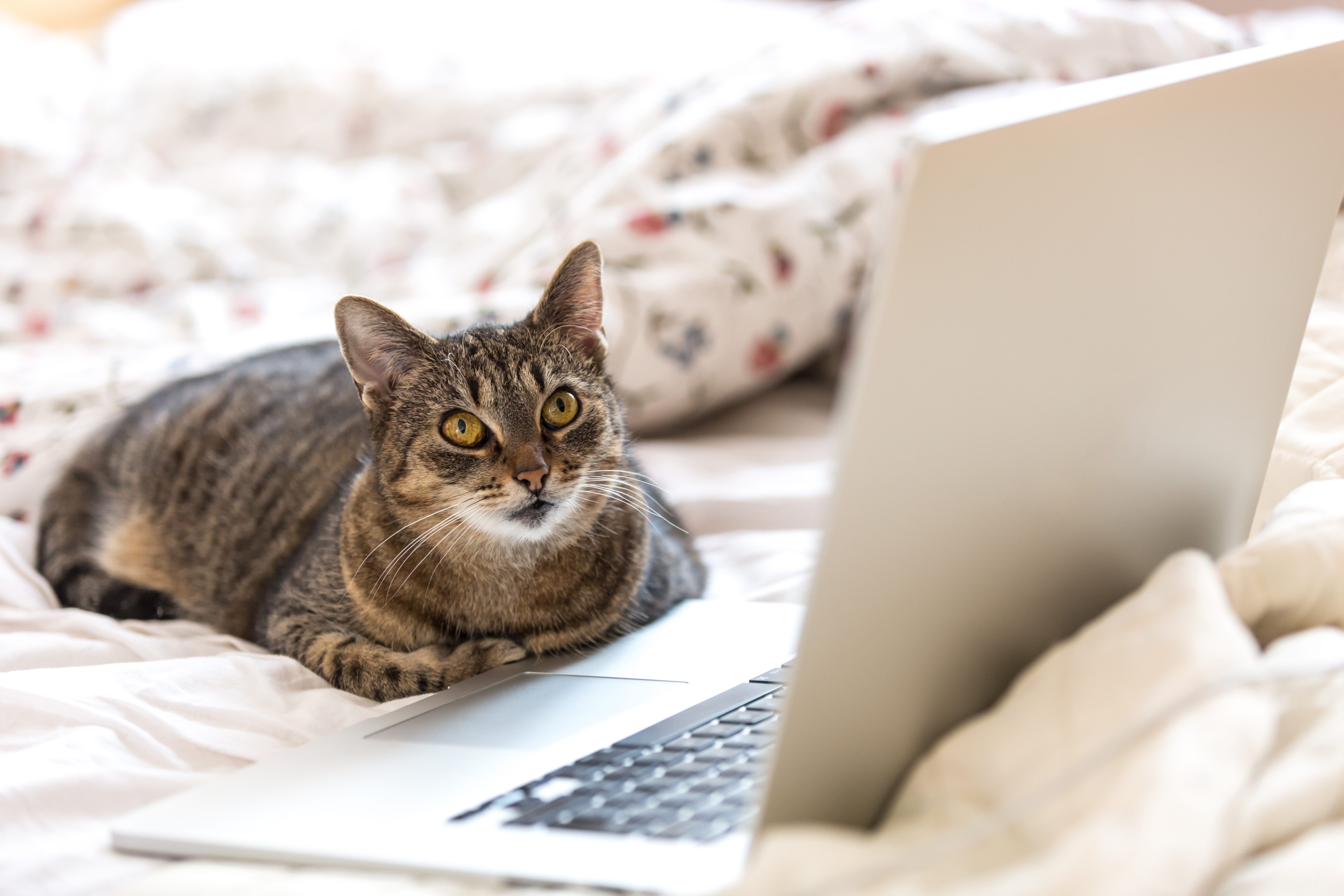A tabby cat watches a laptop, resting on a bed with a floral-patterned duvet.