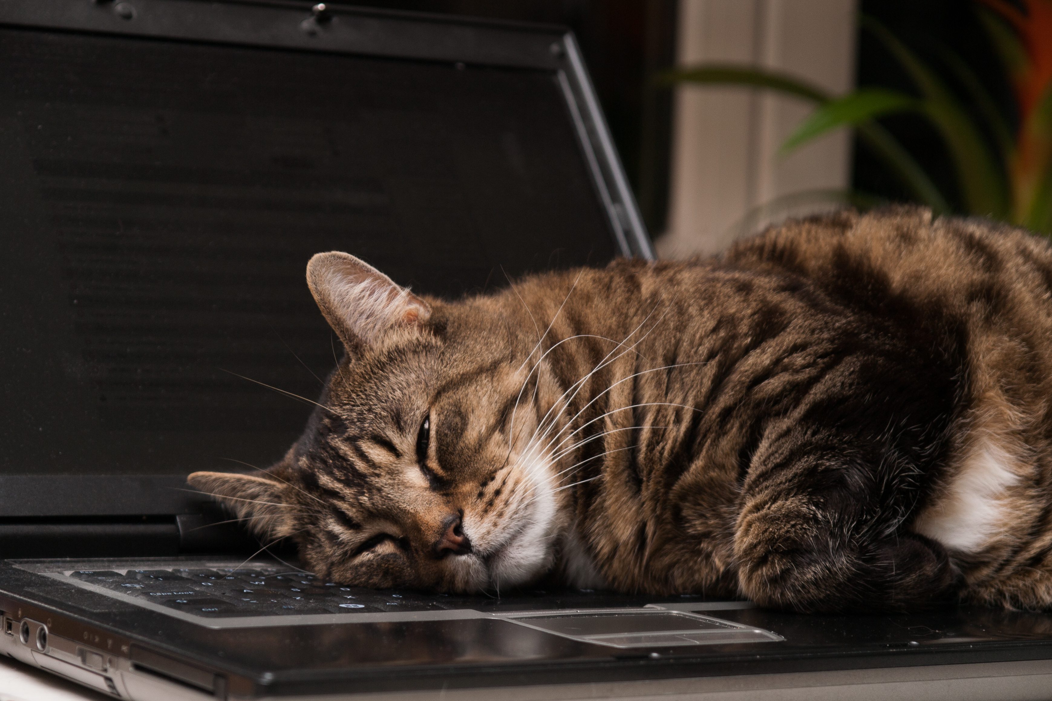 Cat sleeping on open laptop in a cozy, indoor setting with soft lighting.
