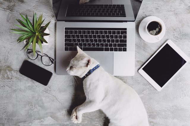 Cat sleeps on laptop keyboard; surrounded by smartphone, glasses, tablet, coffee cup, and plant on a gray surface.