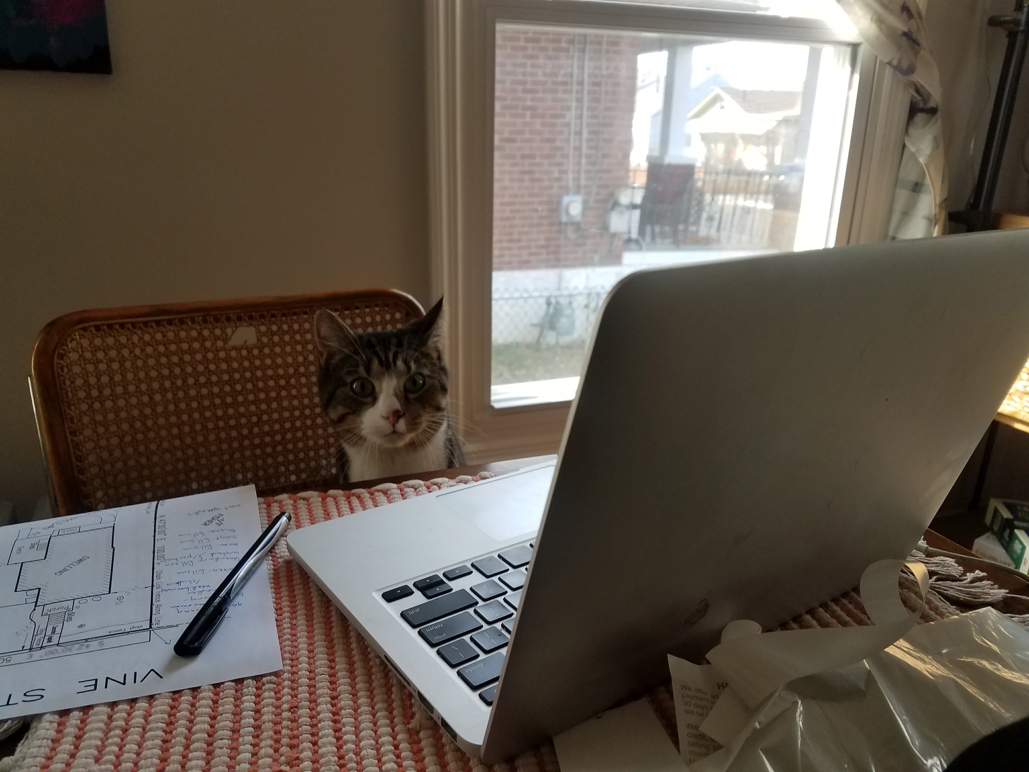 Cat sitting behind an open laptop, next to a pen and papers, on a table by a window in a sunlit room.