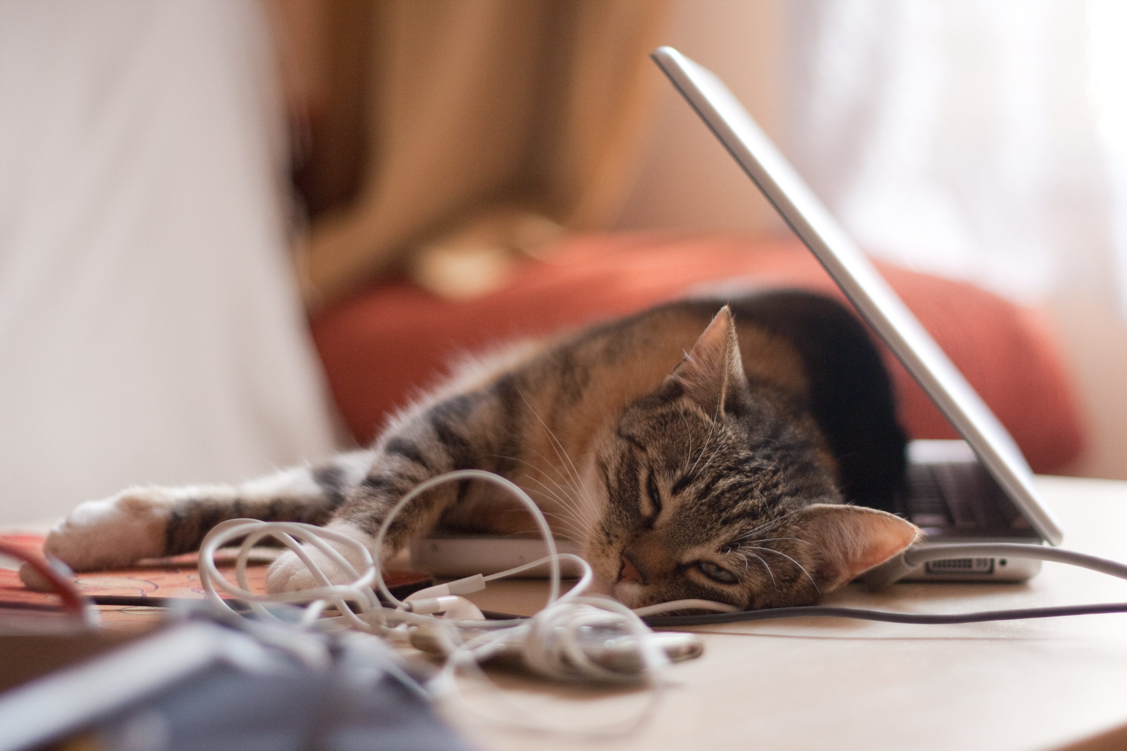 A cat rests on a partially open laptop, surrounded by tangled earphones on a table in a cozy room.