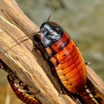 Cockroach crawls on a piece of rough, textured wood, background is blurred and earthy-toned.