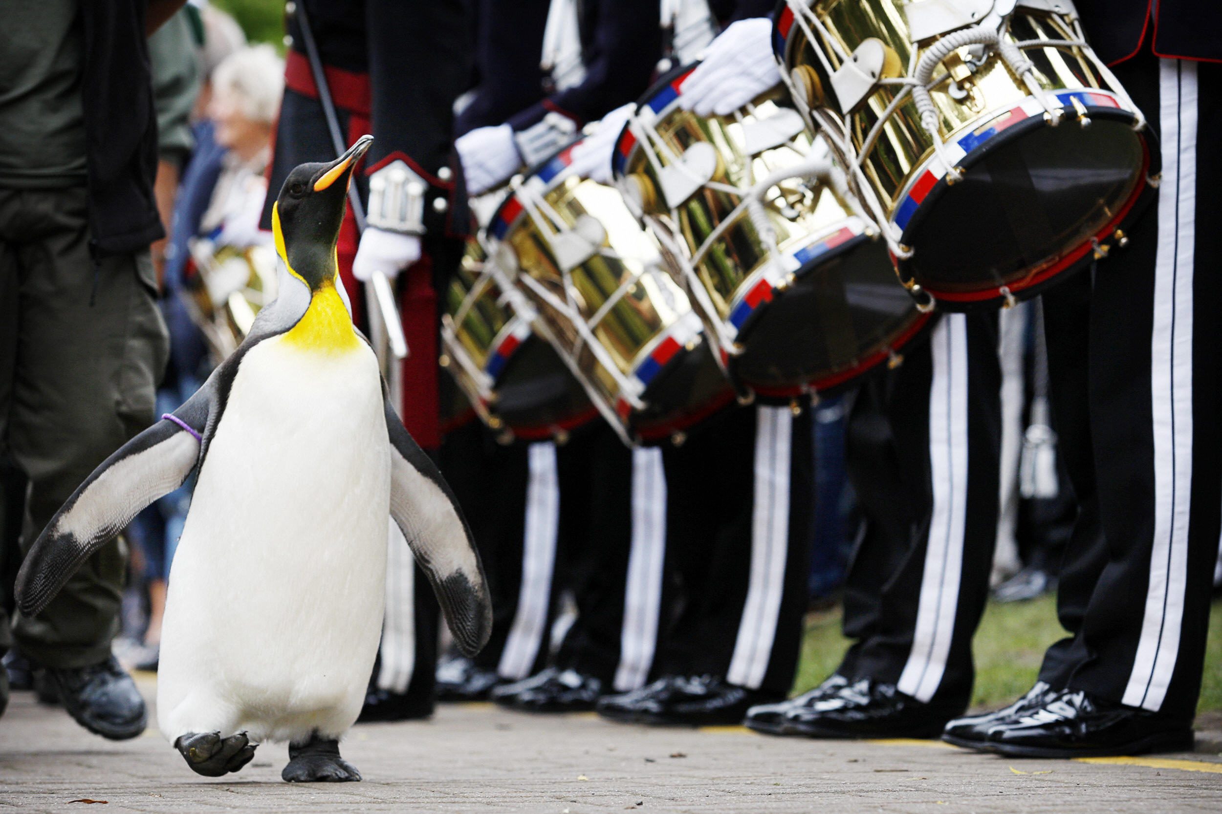 Penguin waddles confidently beside uniformed drummers with shiny brass drums, surrounded by spectators in a ceremonial outdoor setting.