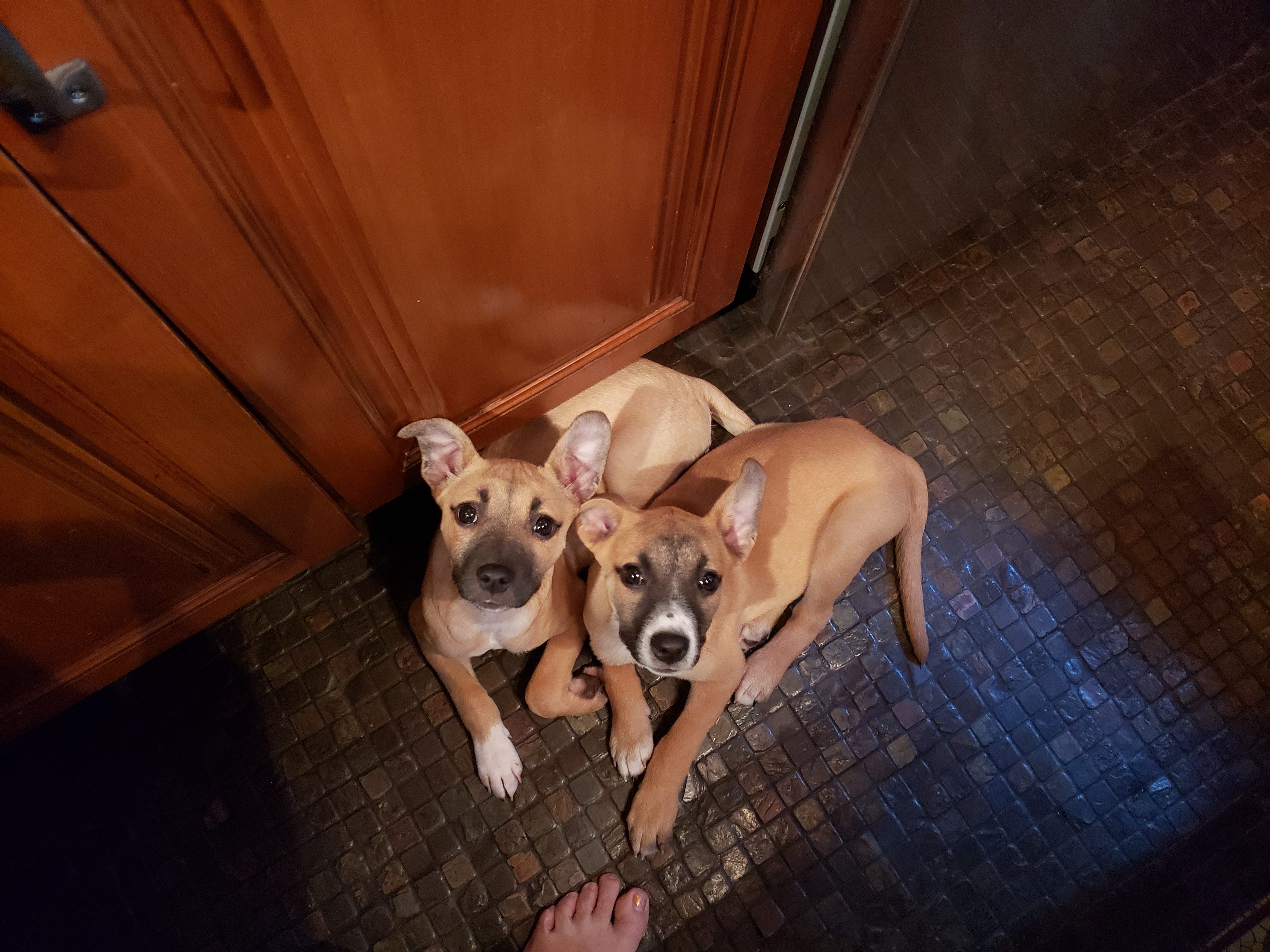 crusher and mcduff dogs rescue 