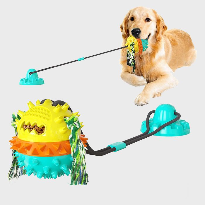 Dog chews spiky yellow ball attached to teal base by rope indoors.