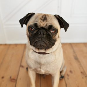 A pug sits attentively on a wooden floor in a room with white walls.