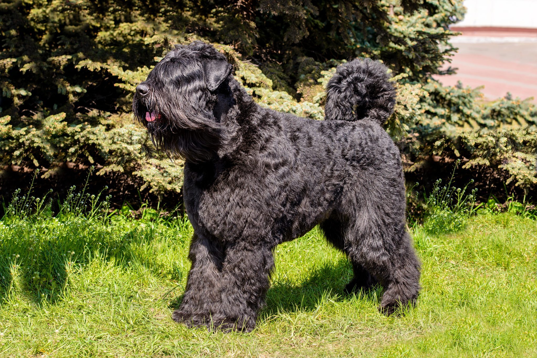 A large, black, curly-haired dog stands alert on grass, surrounded by evergreen trees in a sunny park setting.
