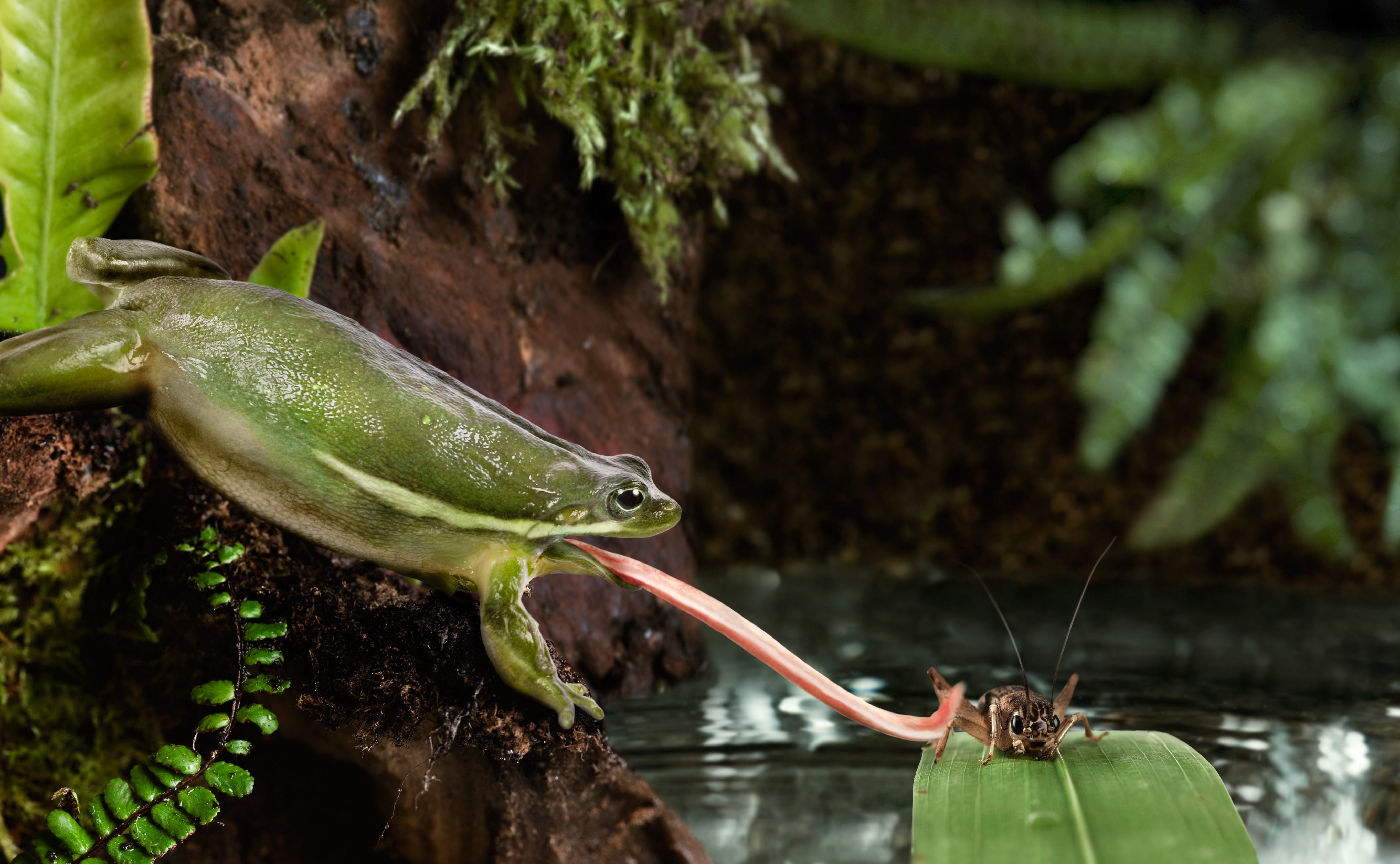 A frog extends its tongue toward a cricket on a leaf in a lush, forested environment near water.