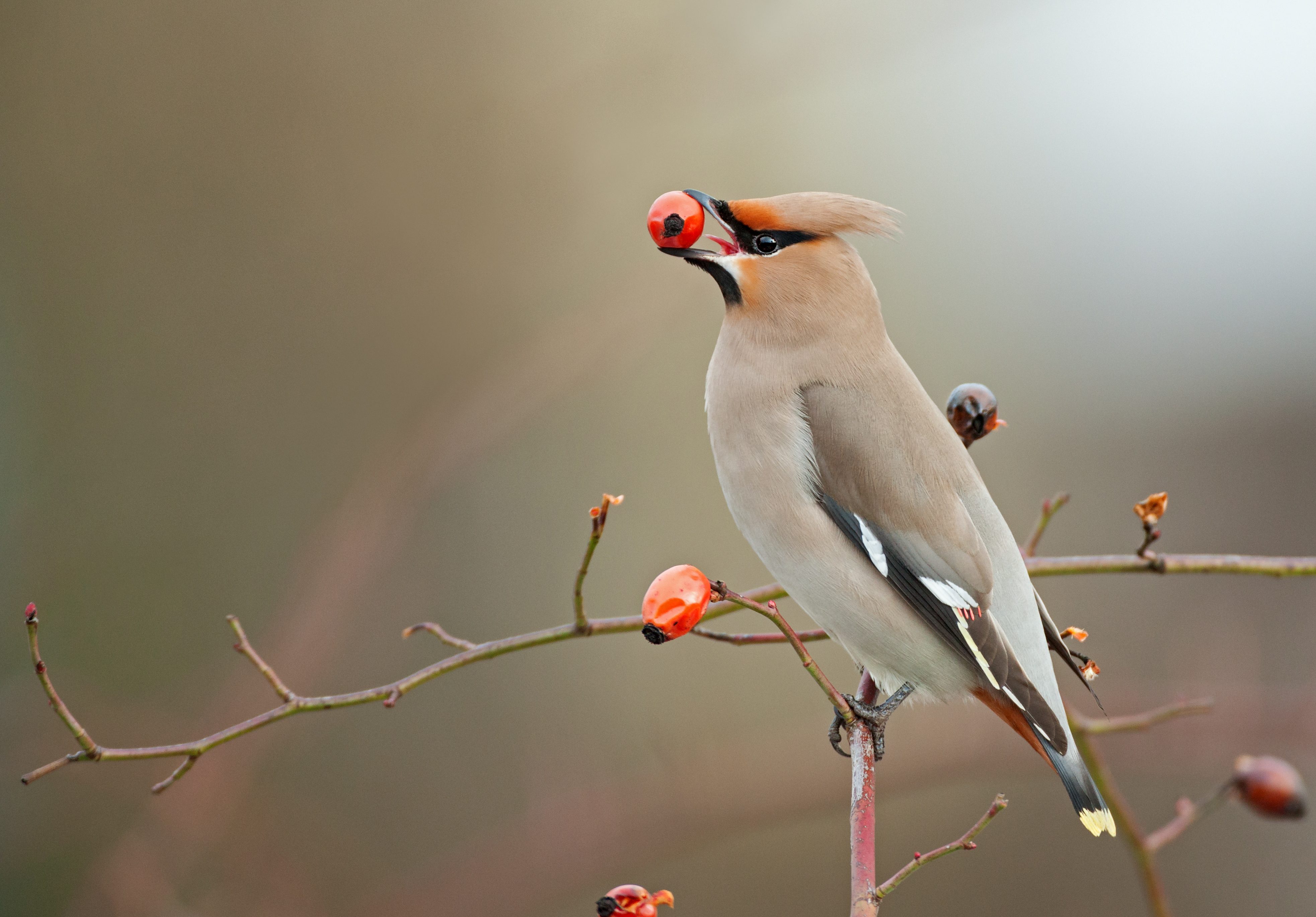 A bird balances a red berry in its beak, perched on a branch with scattered berries, set against a soft, blurred background.