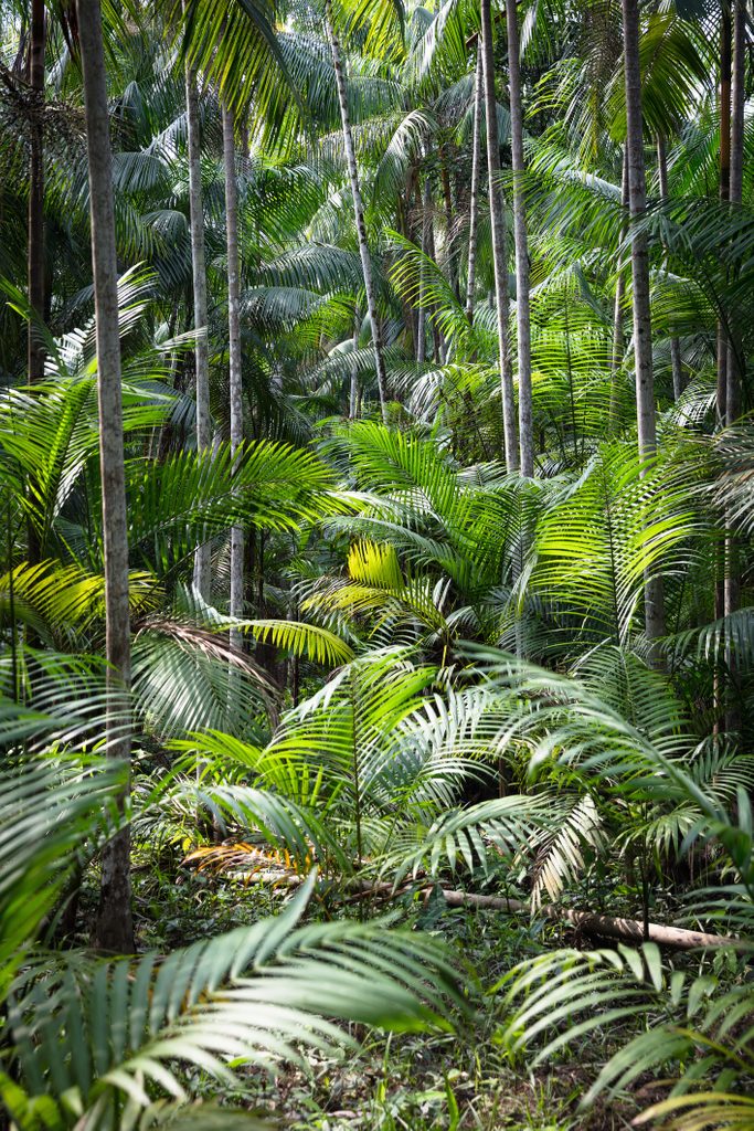 Euterpe oleracea (açai), Ilha do Combu, Amazon, Belem do Pará, Para, Brazil