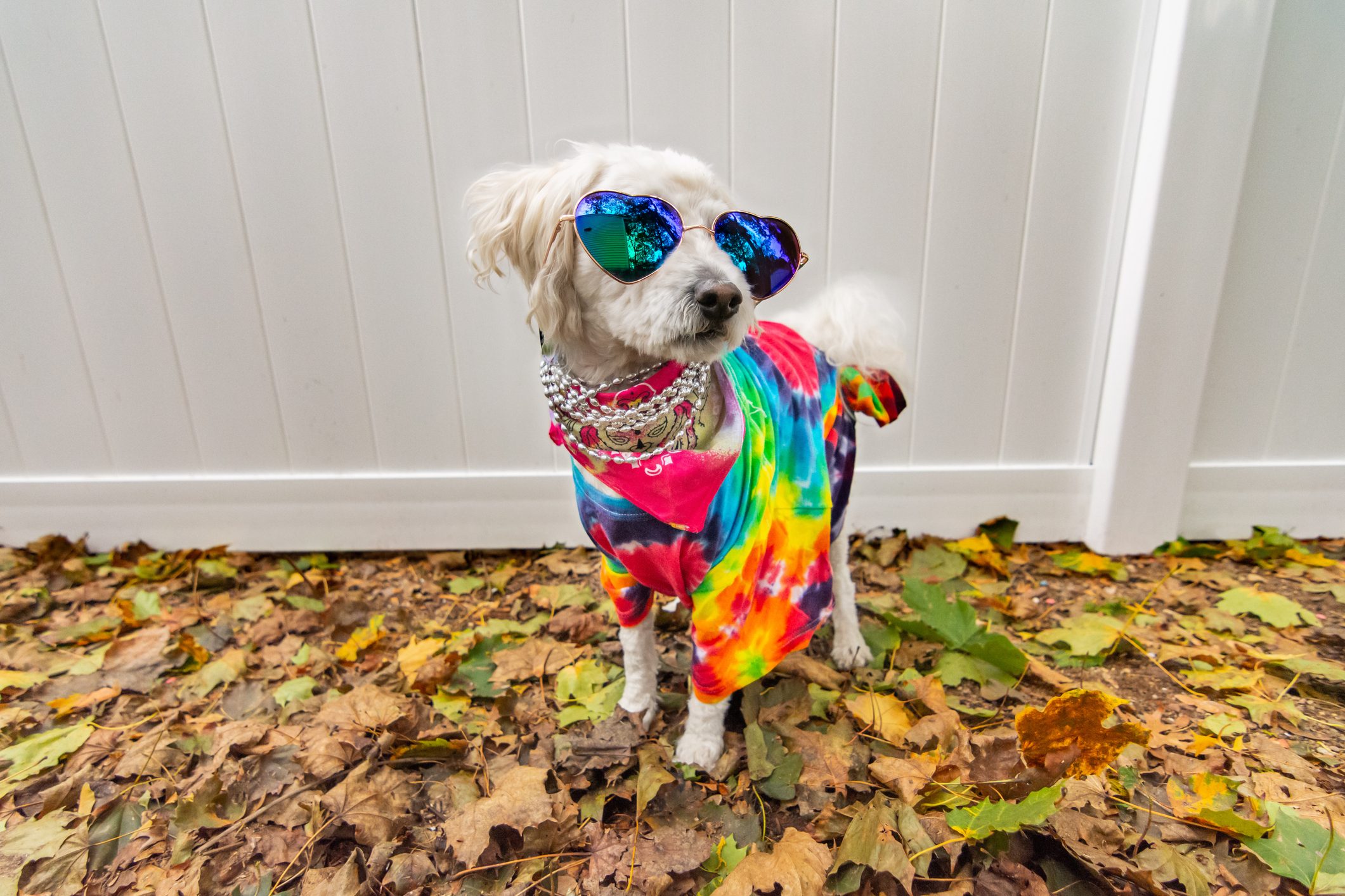 Dog wearing colorful tie-dye shirt and sunglasses stands confidently on leaf-covered ground against a white fence backdrop.