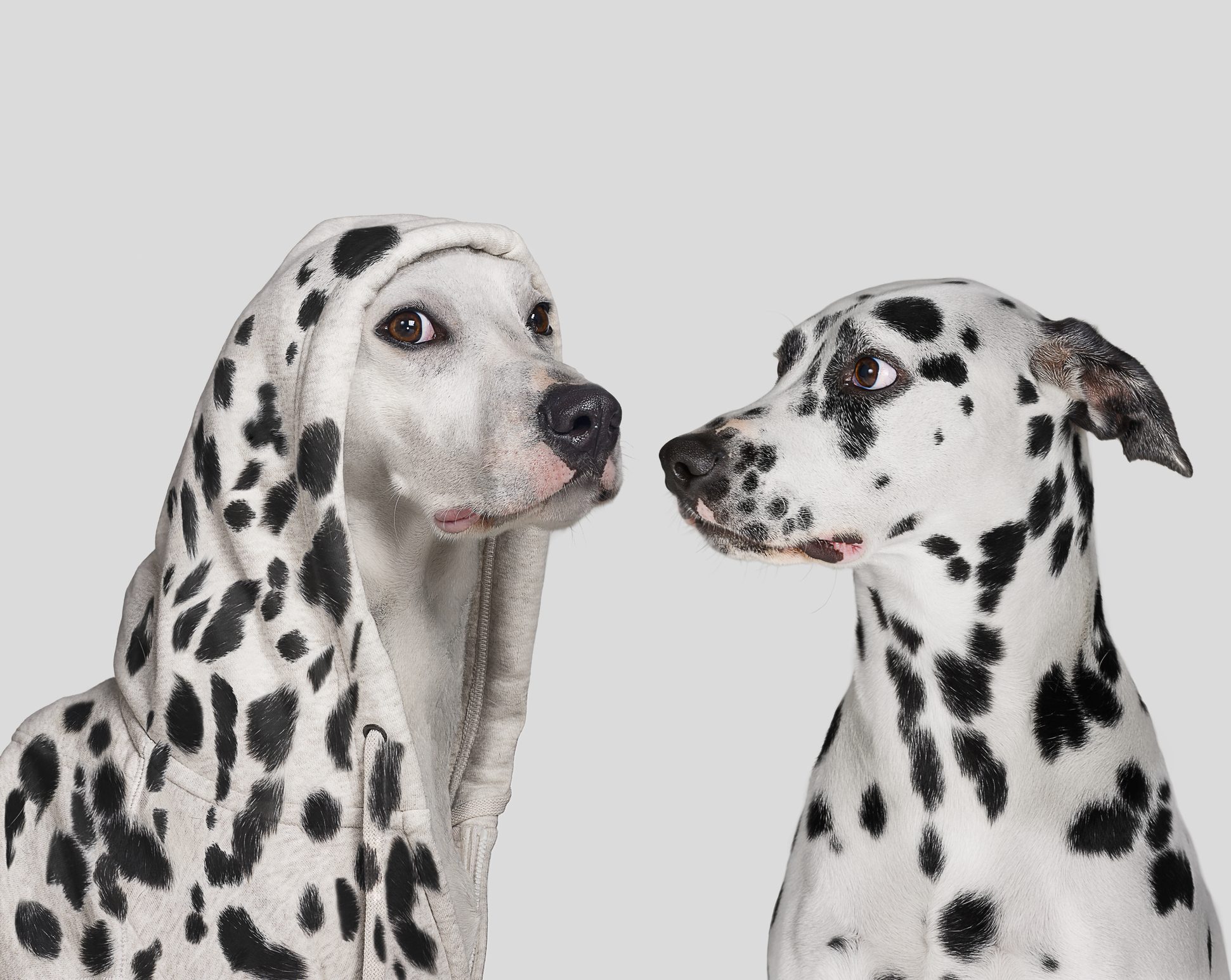 Two Dalmatians face each other; one wears a spotted hoodie, creating an amusing and clever visual contrast. Plain gray background.
