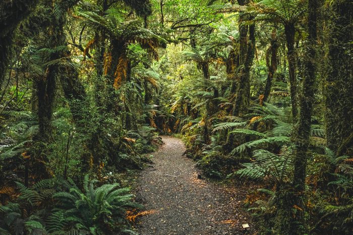 jungle forrest
