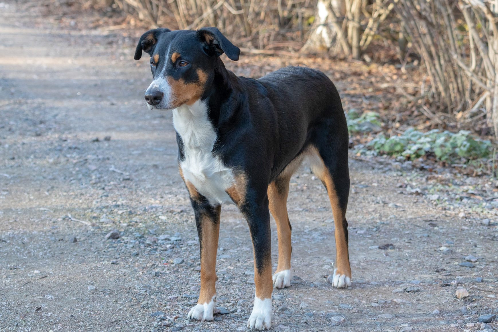 Dog stands alert on a gravel path, surrounded by sparse, leafless bushes in an outdoor setting.