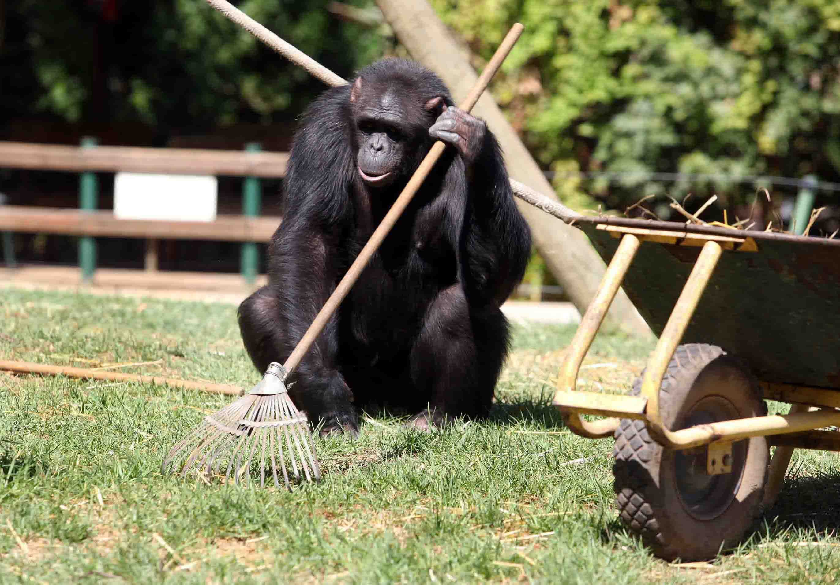 Chimpanzee holds a rake, sitting on grass next to a wheelbarrow, in a park-like setting with wooden fencing and trees in the background.