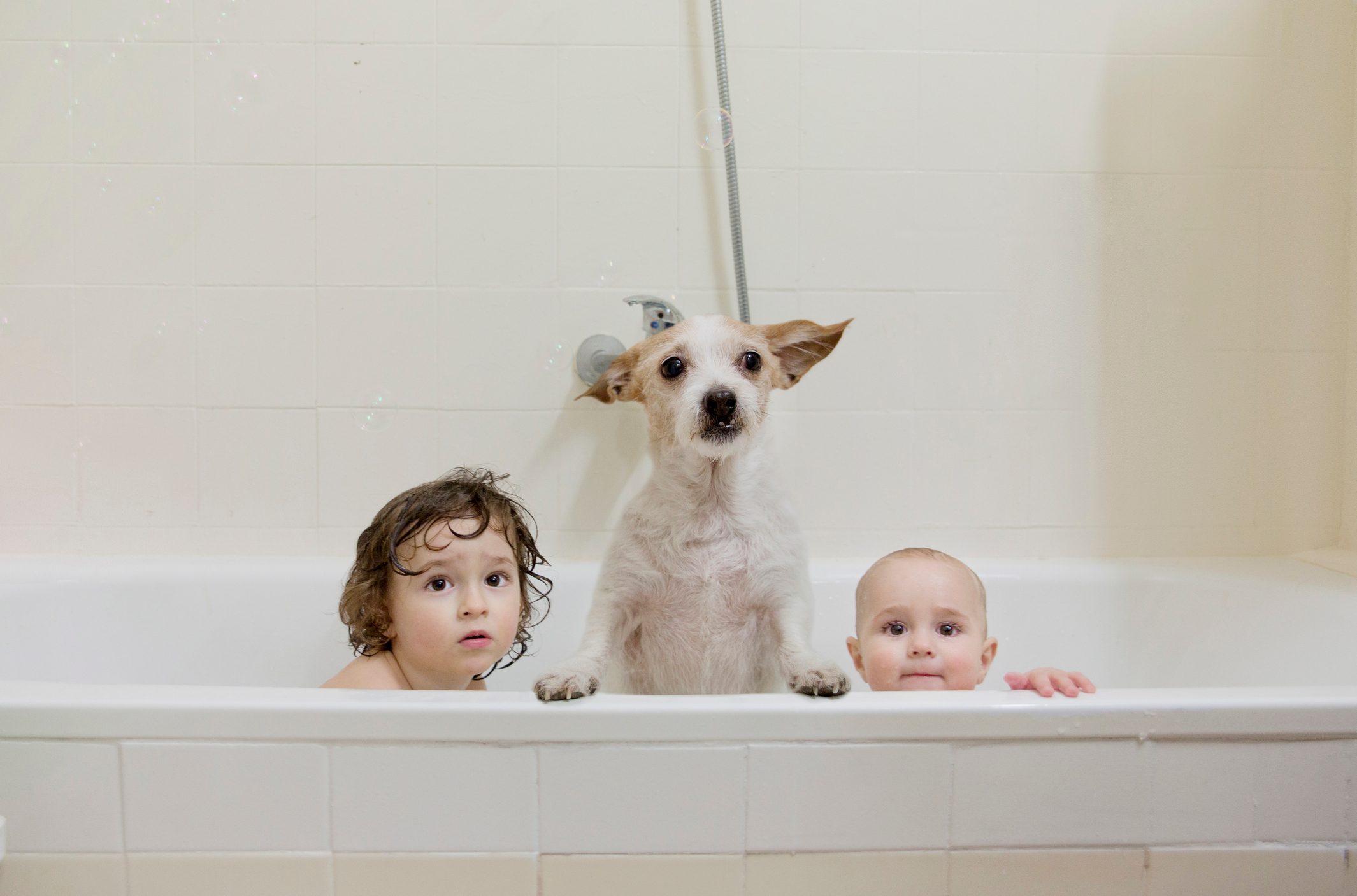 Dog with ears perked sits in bathtub with two children, surrounded by white tiled walls.