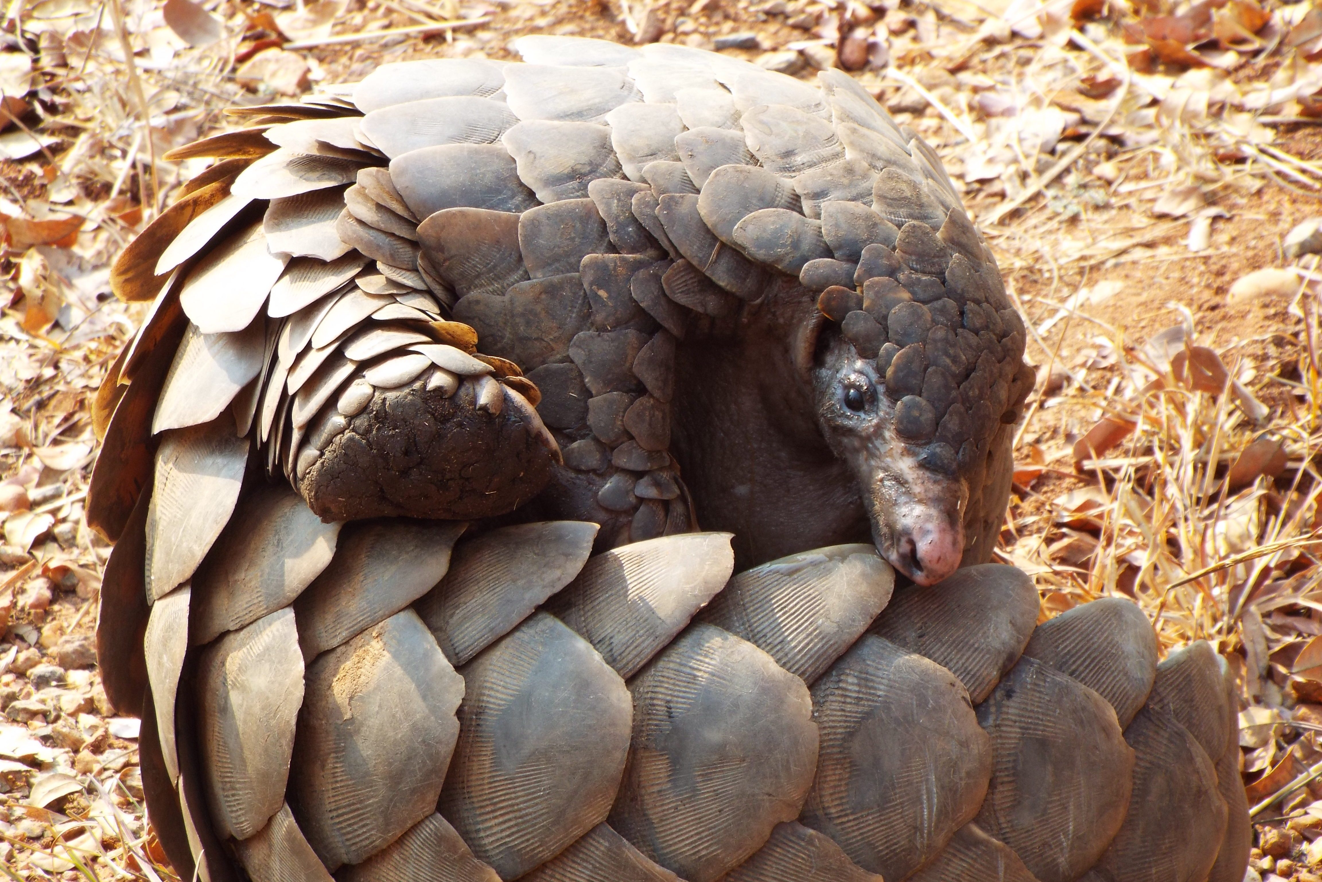Pangolin